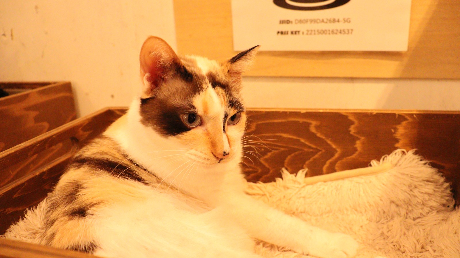 猫、ネコ、ねこ、雑種、ペット、動物の写真フリー素材 Cat, hybrid, pet, animal photo free material