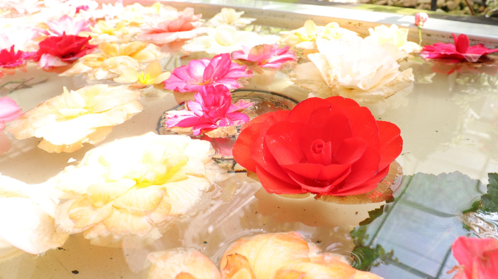 水に浮く花のフリー素材 Free material of flowers floating on water