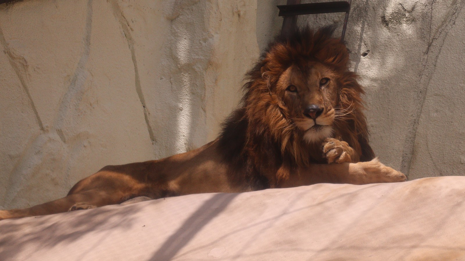 ライオン、猫科、動物園、動物の写真フリー素材 Lion, feline, zoo, animal photo free material