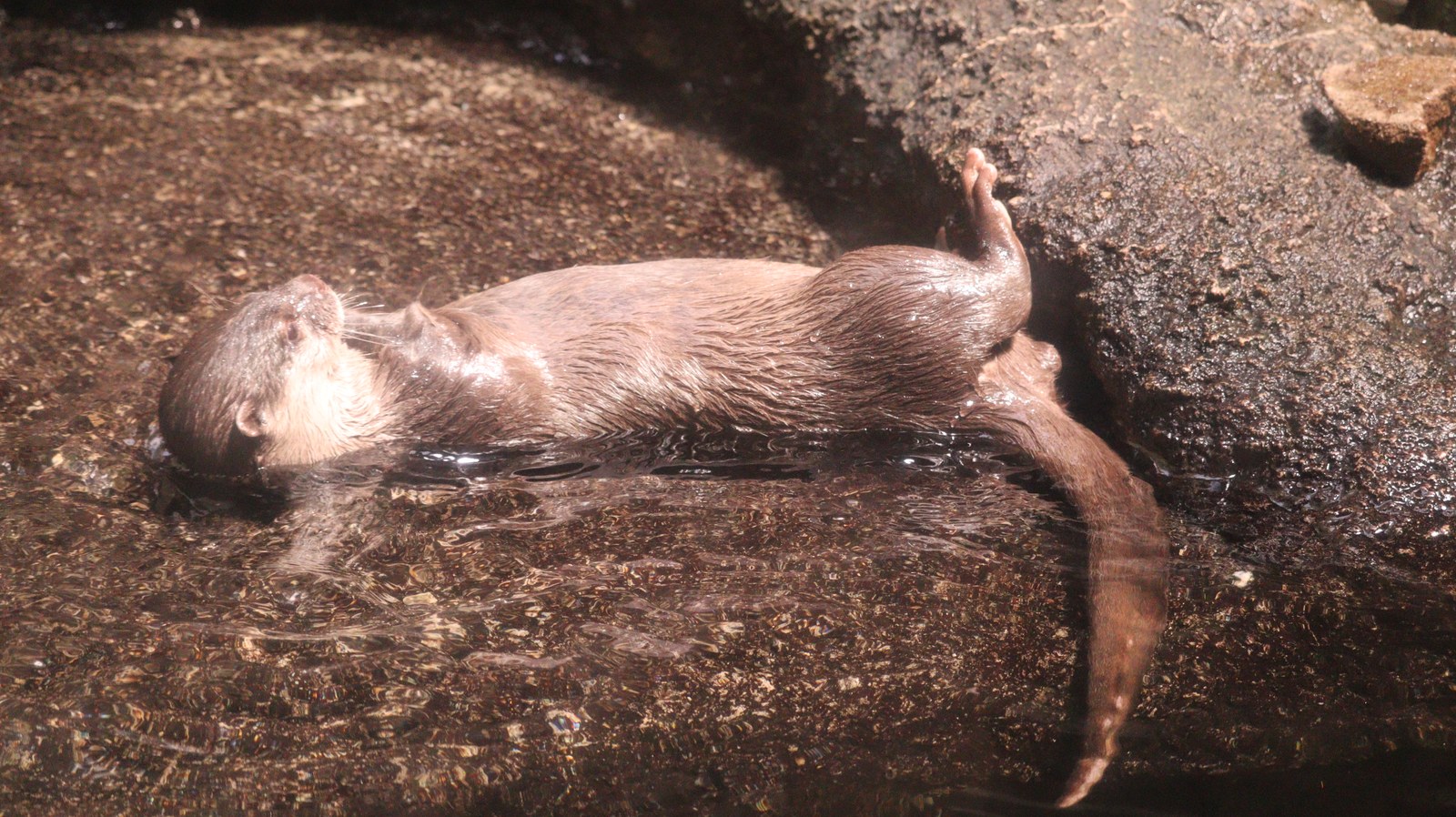 カワウソ、コツメカワウソ、動物園、動物の写真フリー素材 Otters, river otters, zoos, animals photos free material