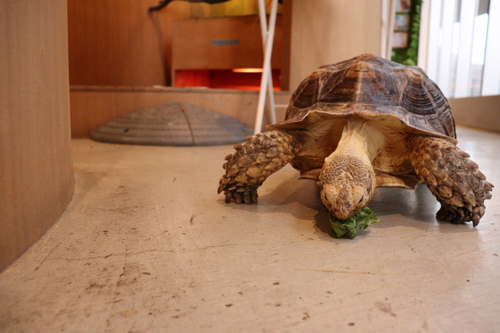 亀、カメ、リクガメ、陸亀、爬虫類、動物の写真フリー素材 Turtle, turtle, tortoise, land turtle, reptile, animal photo free material