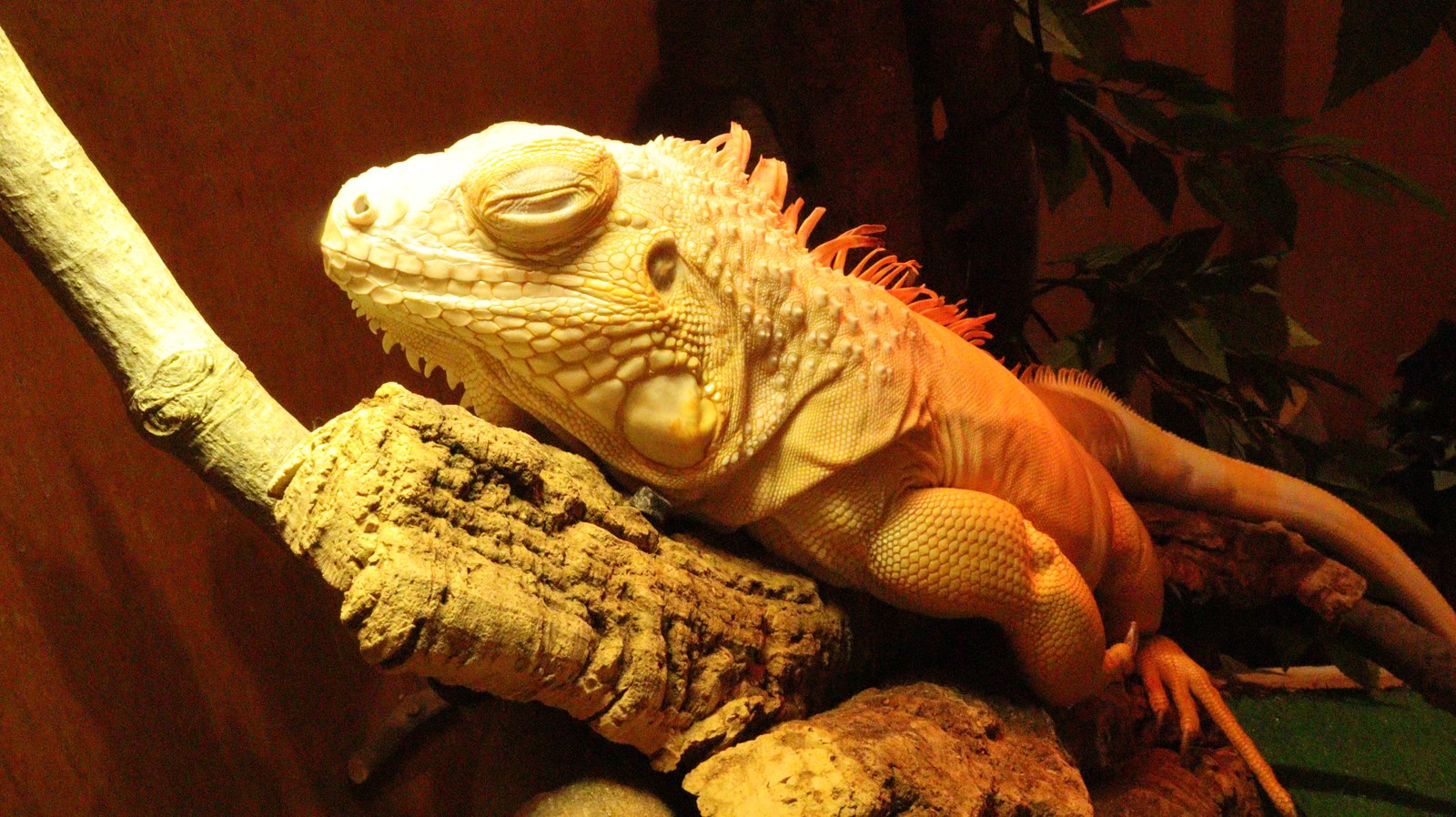 イグアナ、トカゲ、動物フリー素材 Iguanas, lizards, animal-free materials