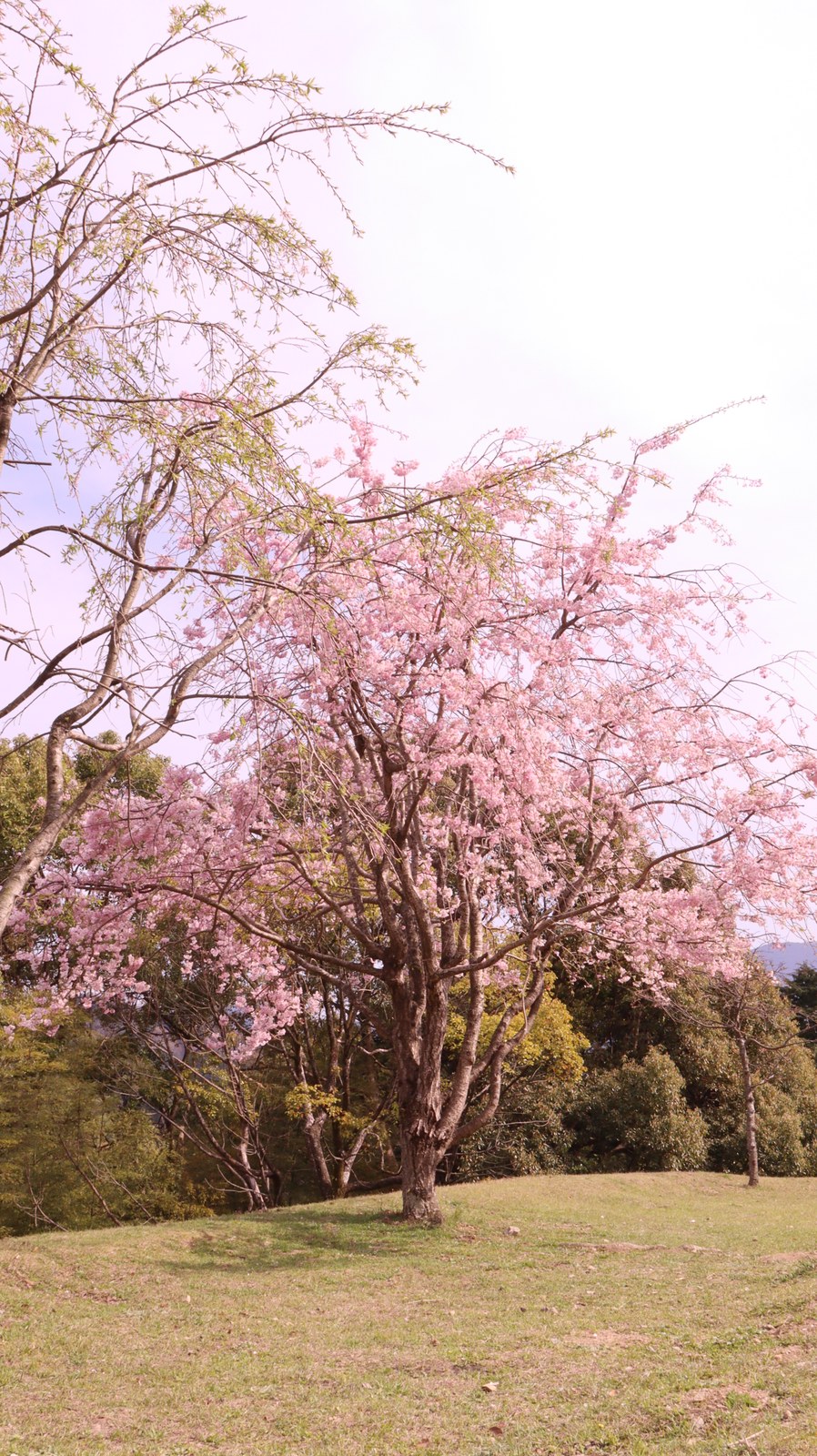一本桜の写真フリー素材 Photo free material of one cherry tree