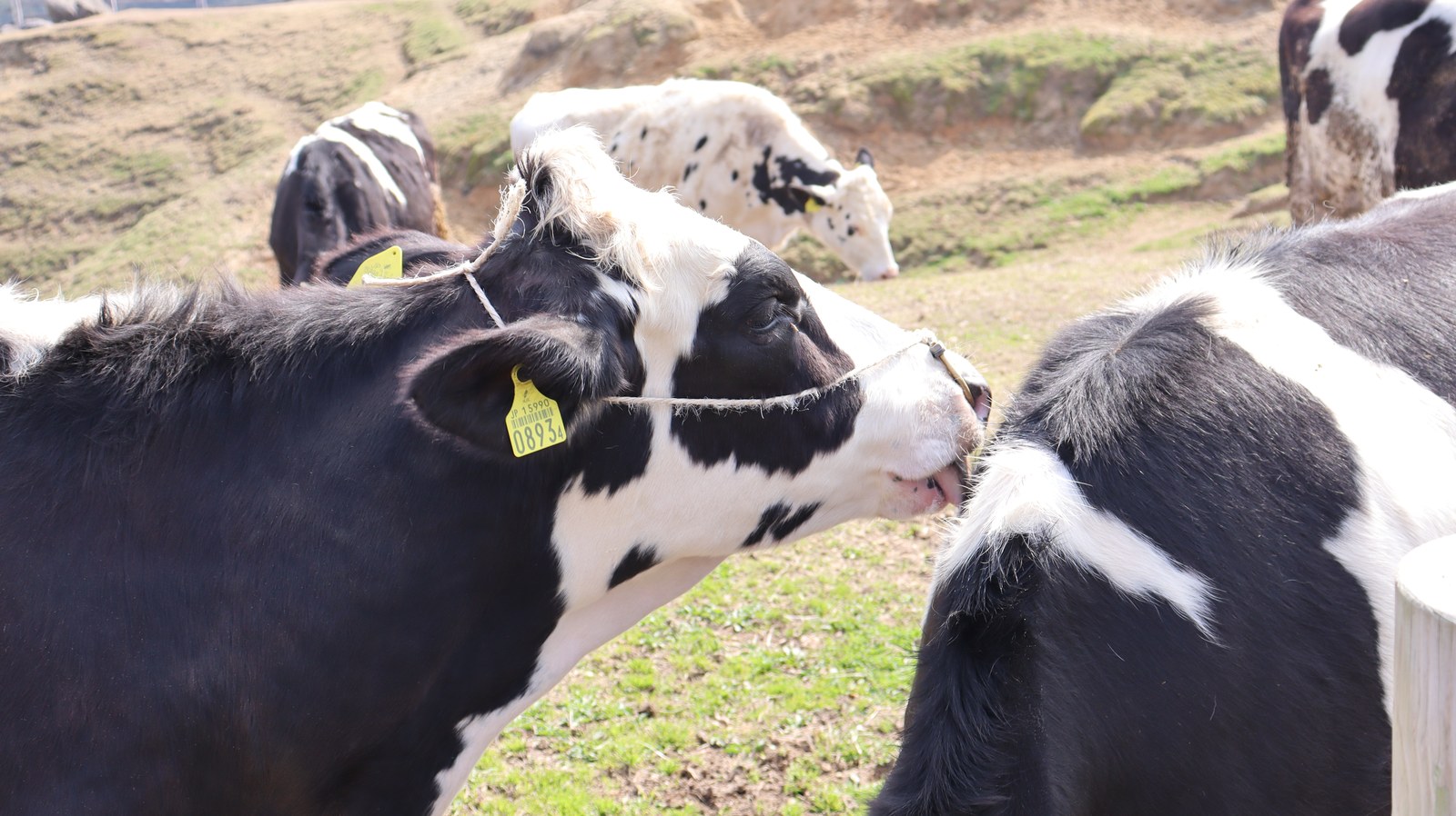 牧場、家畜、牛、乳牛、動物の写真フリー素材 Ranch, livestock, cow, dairy cow, animal photo free material