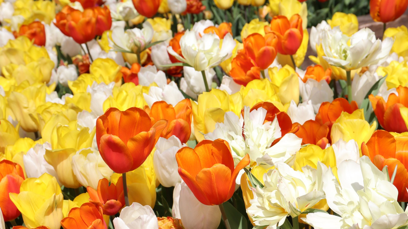 赤い色、白色、黄色のチューリップ畑の写真フリー素材 Red, white, yellow tulip field photo free material