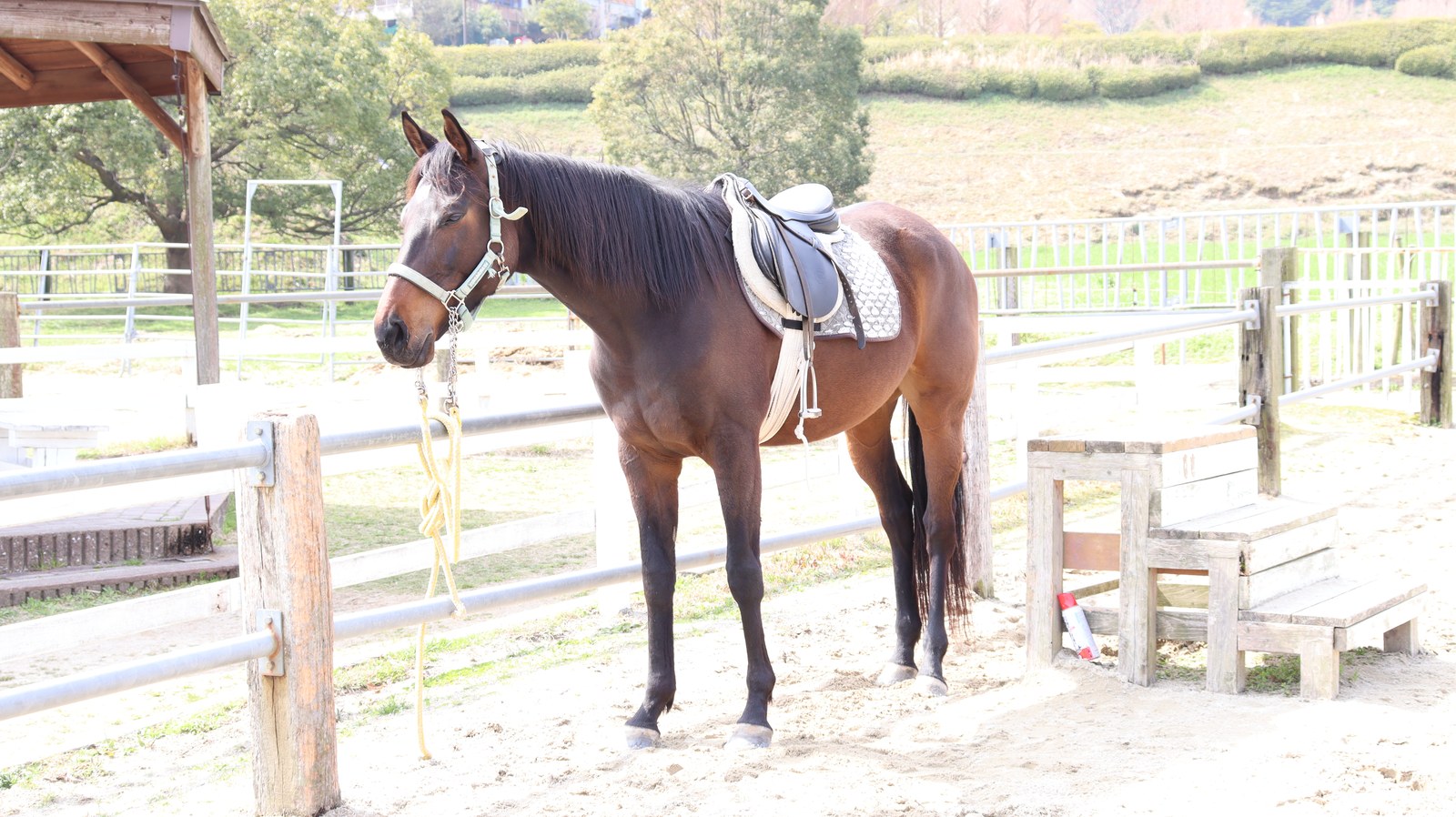 牧場、家畜、馬、ポニー、動物の写真フリー素材 Pictures of ranch, livestock, horse, pony, animal free material
