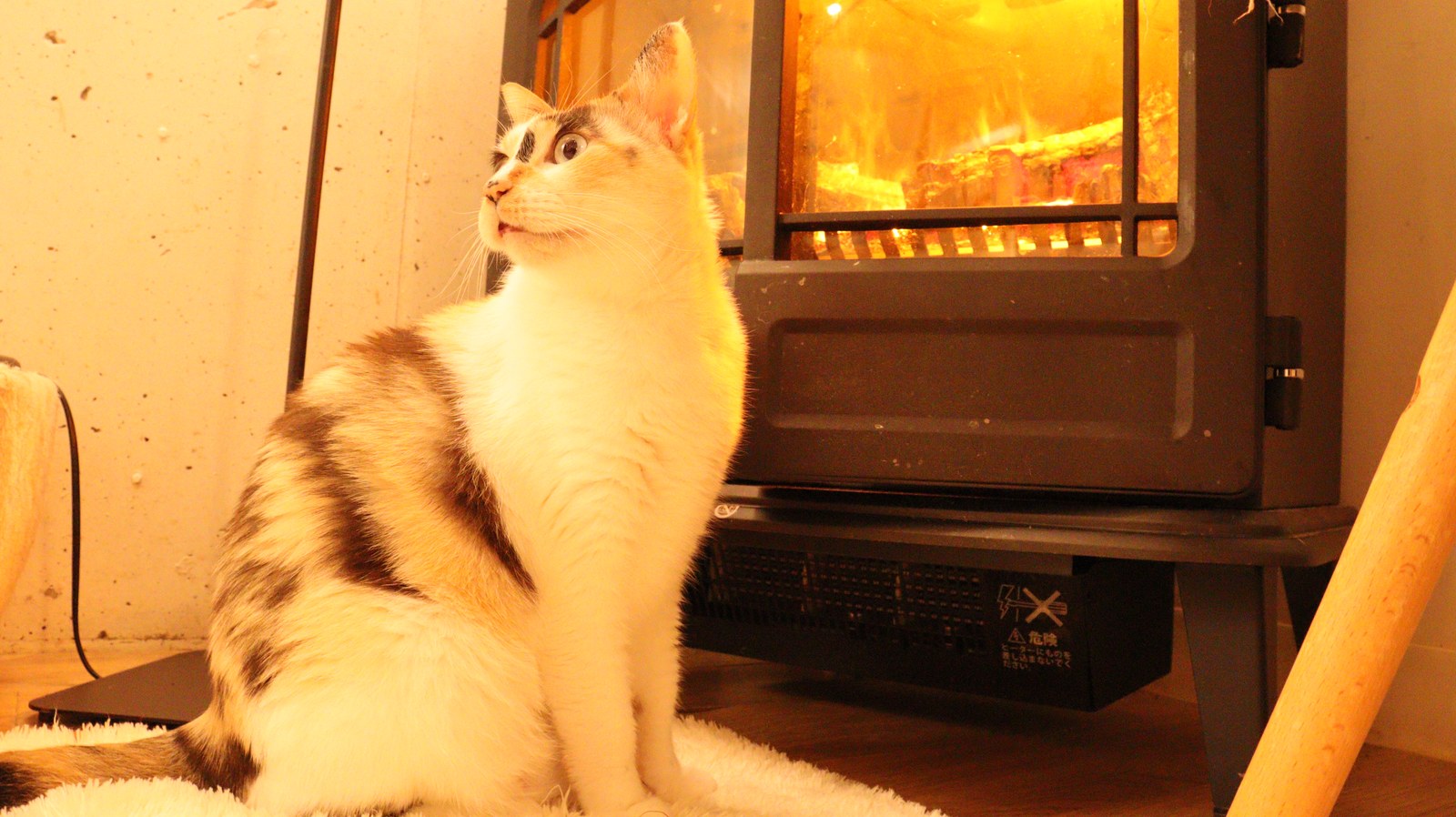 猫、ネコ、ねこ、雑種、ペット、動物の写真フリー素材 Cat, hybrid, pet, animal photo free material