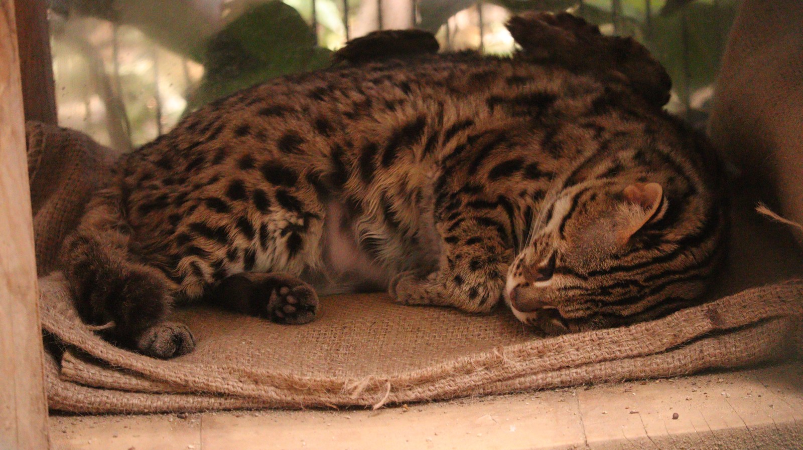 自然、ベンガルヤマネコ、猫、動物園、動物の写真フリー素材 Nature, Bengal Wildcat, Cat, Zoo, Animal Photos Free Material