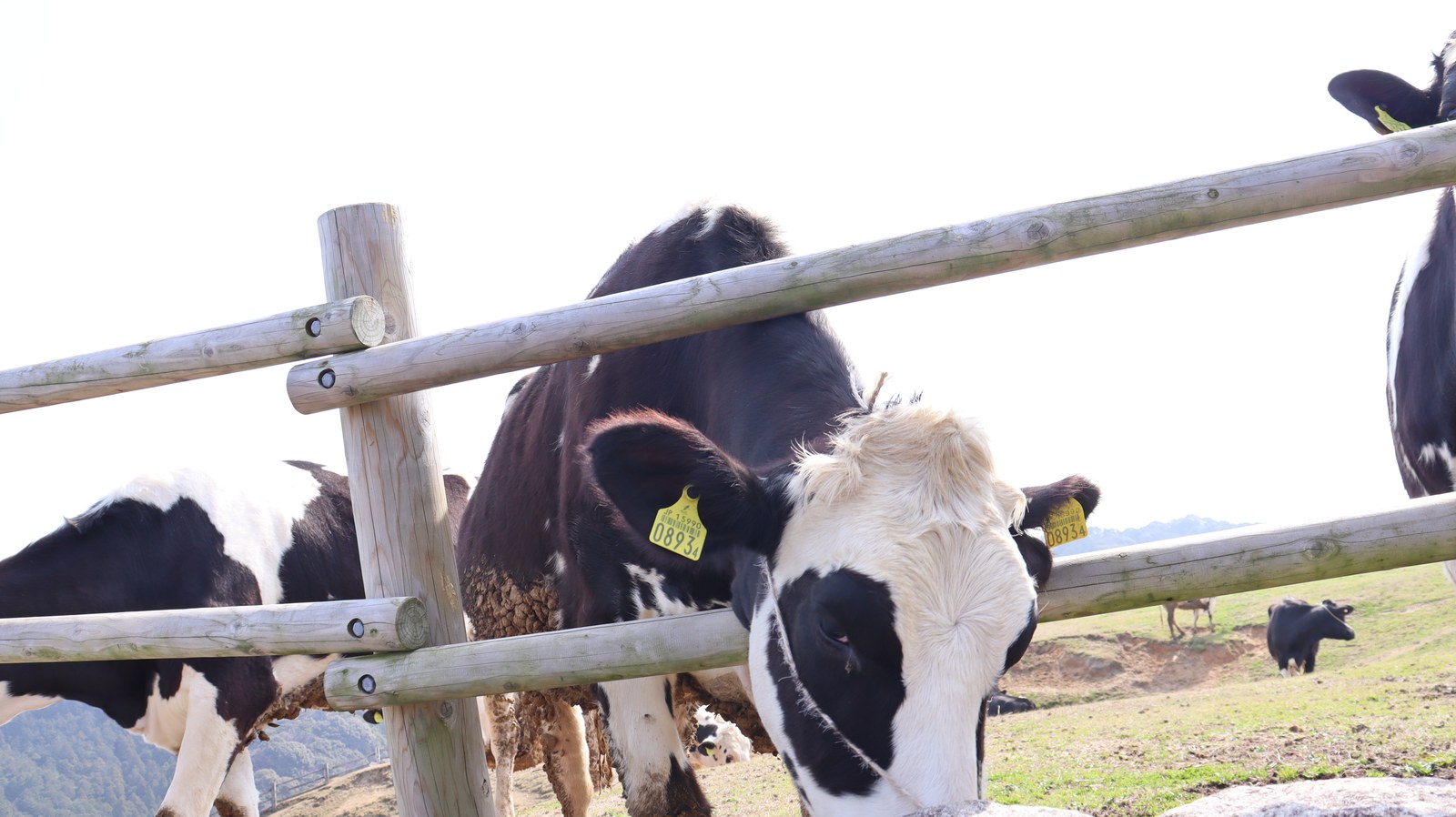 牧場、家畜、牛、乳牛、動物の写真フリー素材 Ranch, livestock, cow, dairy cow, animal photo free material