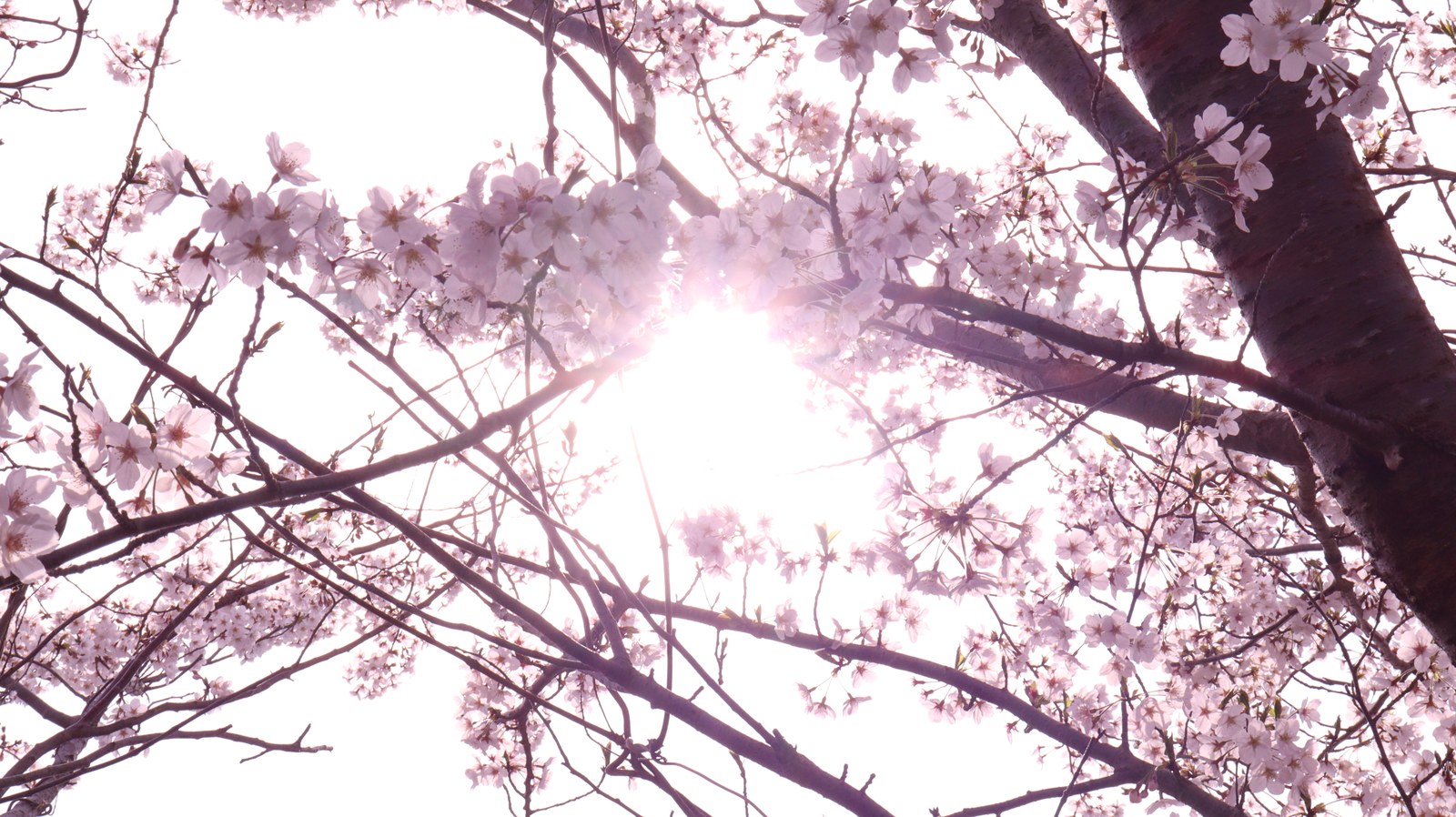 桜、日差し、太陽、明るい、パステル、風景写真フリー素材 Cherry blossoms, sunshine, sun, bright, pastel, landscape photography free material