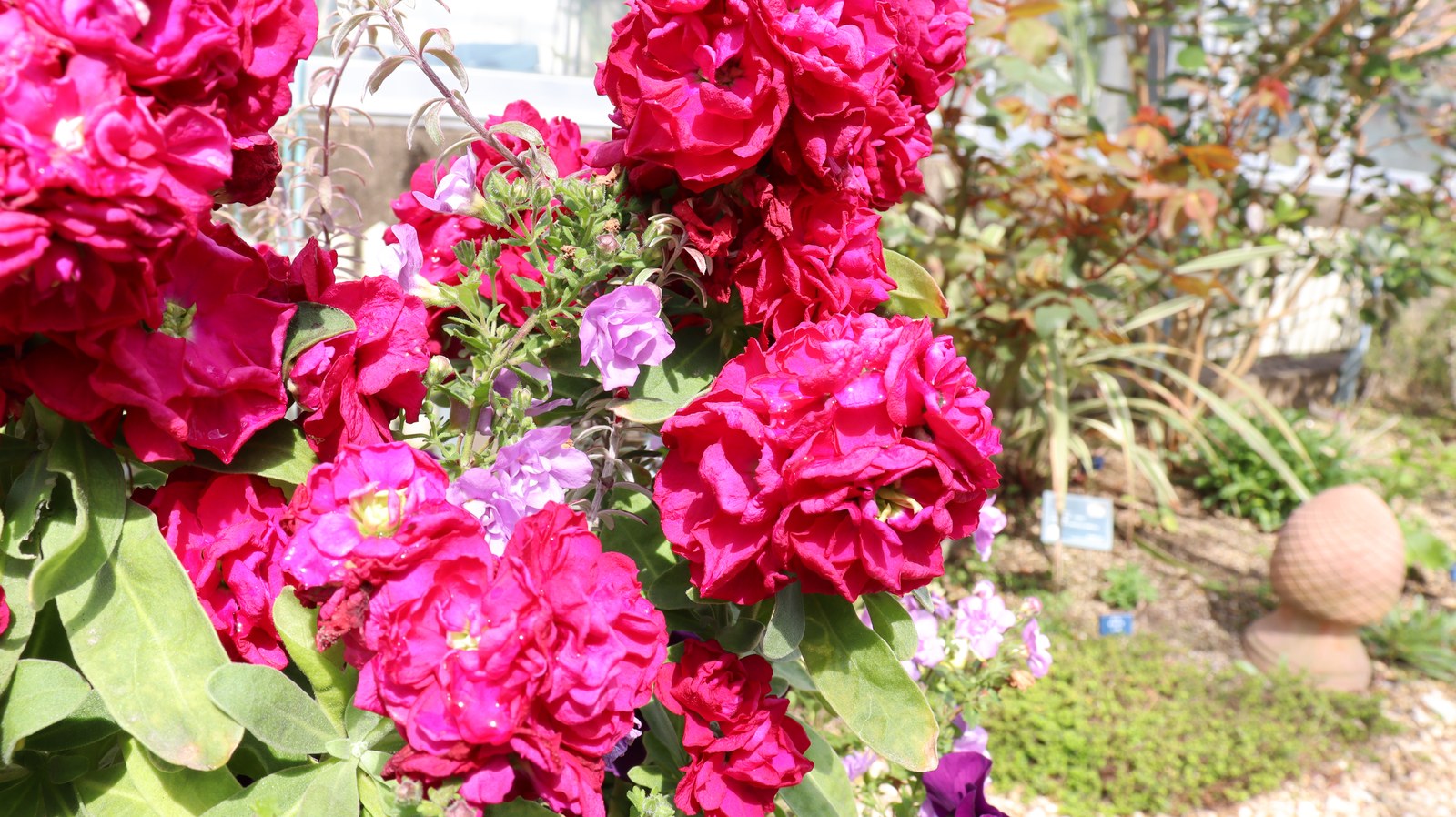 赤い色の花の写真フリー素材 Red flower photo free material