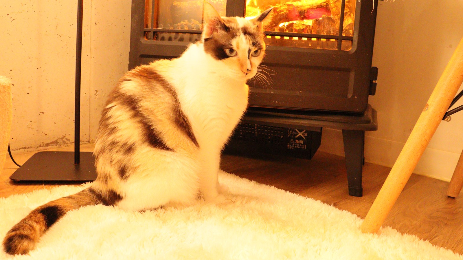 猫、ネコ、ねこ、雑種、ペット、動物の写真フリー素材 Cat, hybrid, pet, animal photo free material