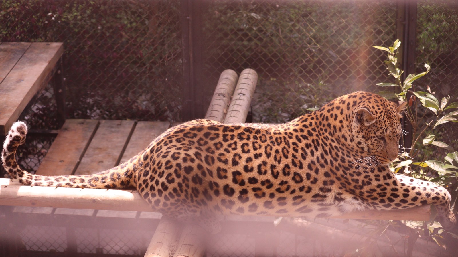 ヒョウ、豹、猫科、動物園、動物の写真フリー素材 Leopard, feline, zoo, animal photo free material