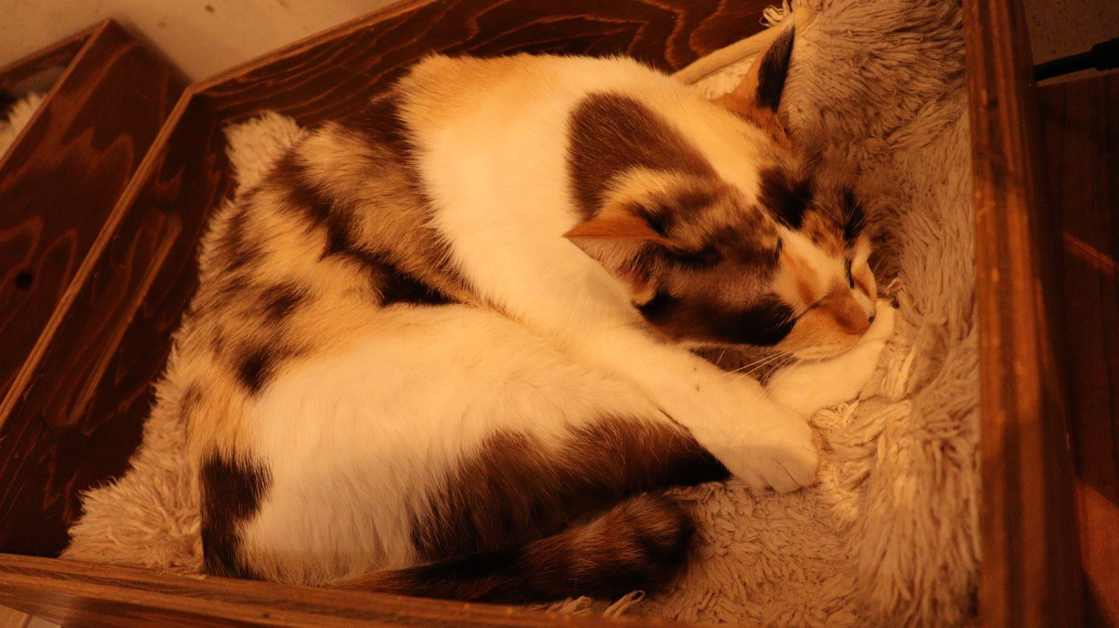 猫、ネコ、ねこ、雑種、ペット、動物の写真フリー素材 Cat, hybrid, pet, animal photo free material