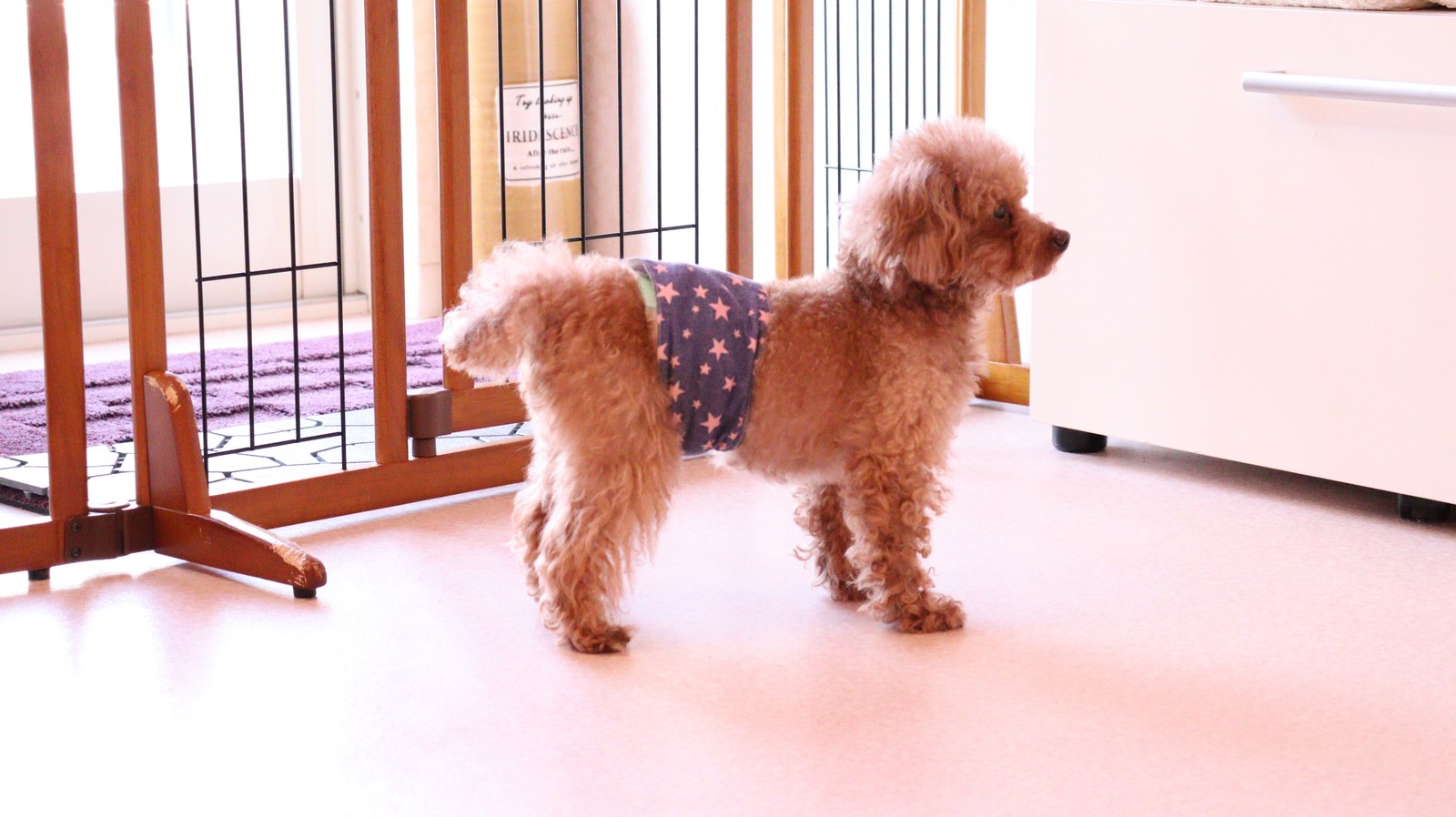 小型犬、トイプードル、犬、室内犬、動物の写真フリー素材 Small dogs, toy poodles, dogs, indoor dogs, animals photos free material
