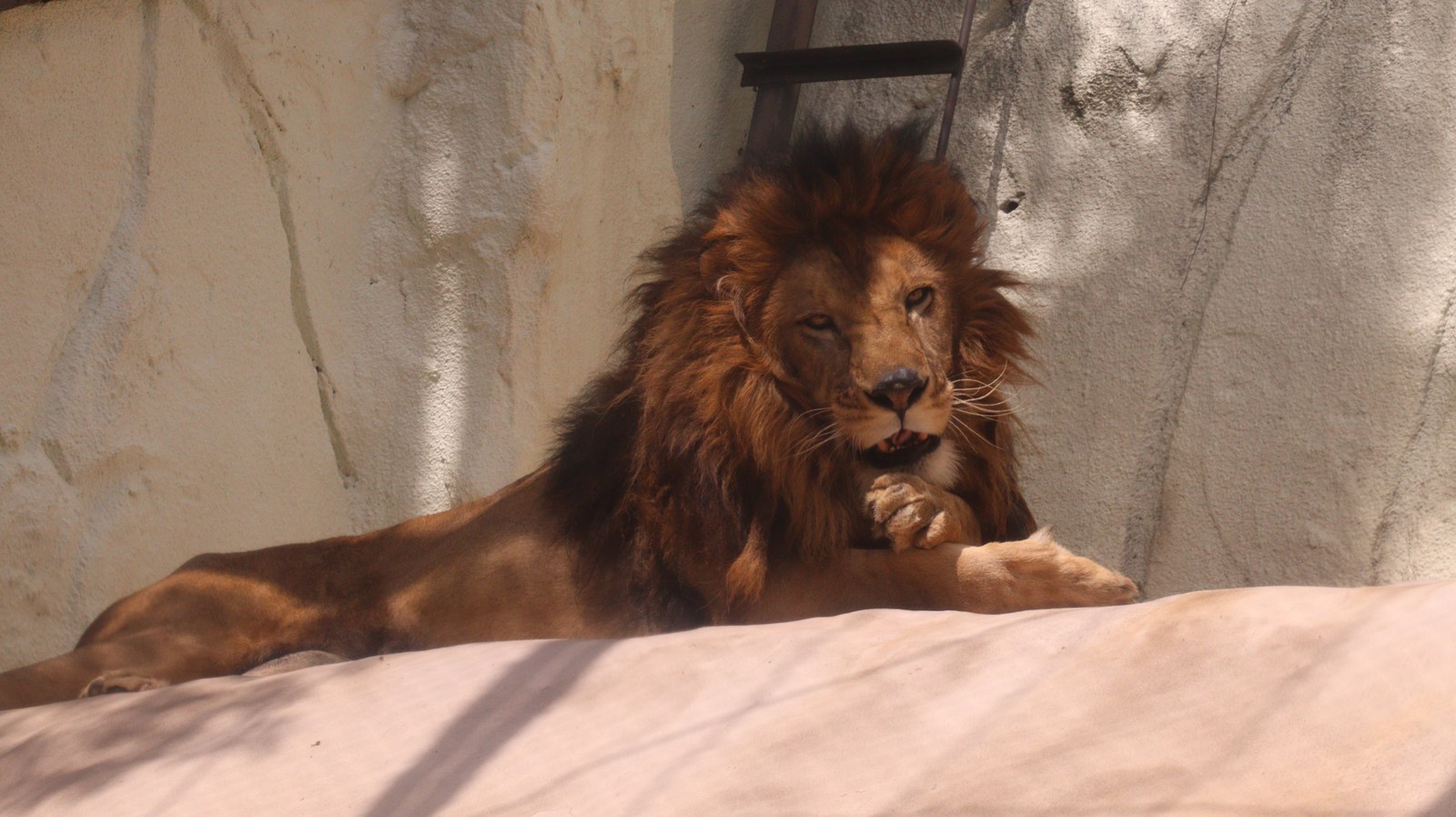 ライオン、猫科、動物園、動物の写真フリー素材 Lion, feline, zoo, animal photo free material
