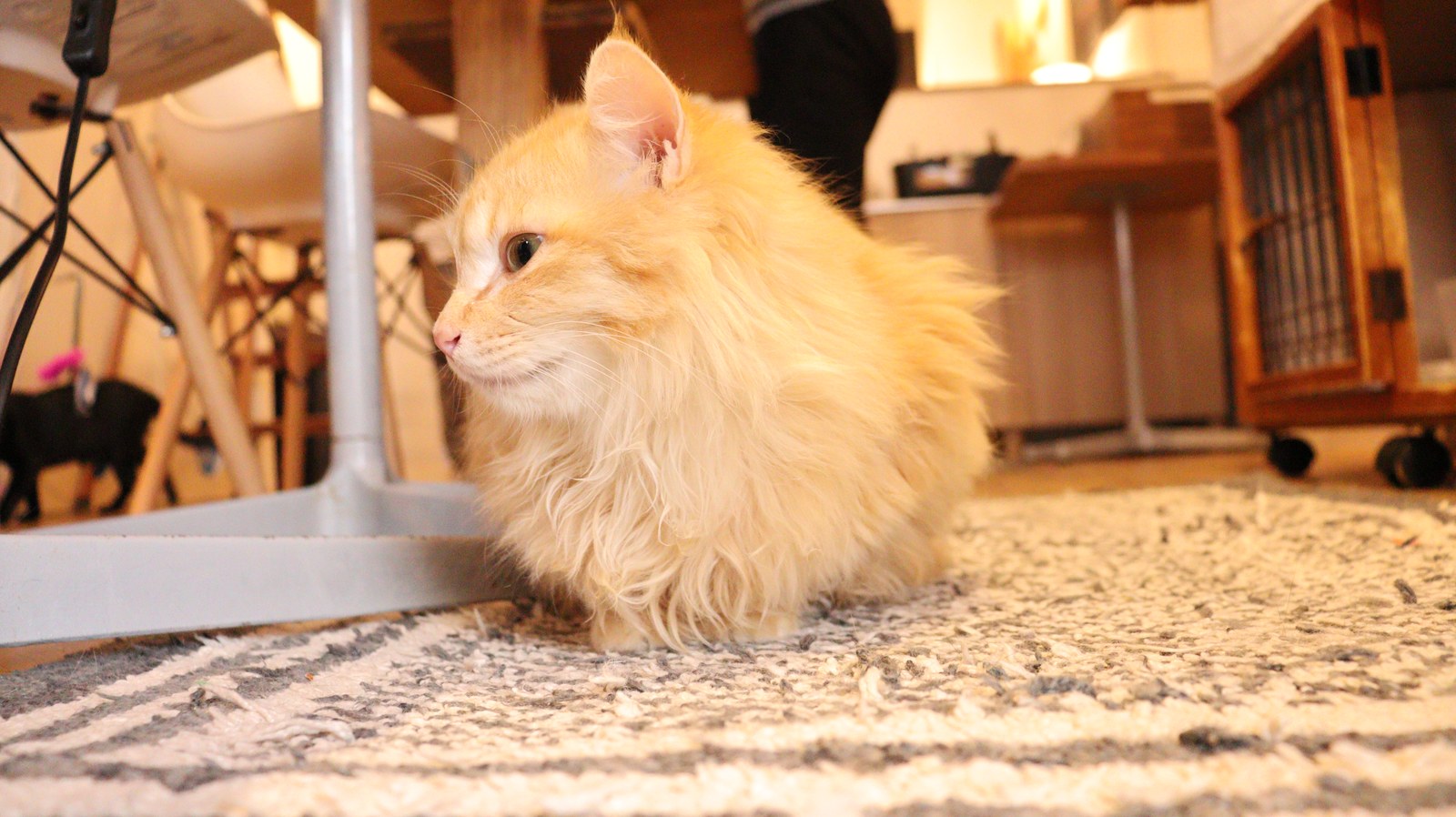 猫、ネコ、ねこ、雑種、ペット、動物の写真フリー素材 Cat, hybrid, pet, animal photo free material