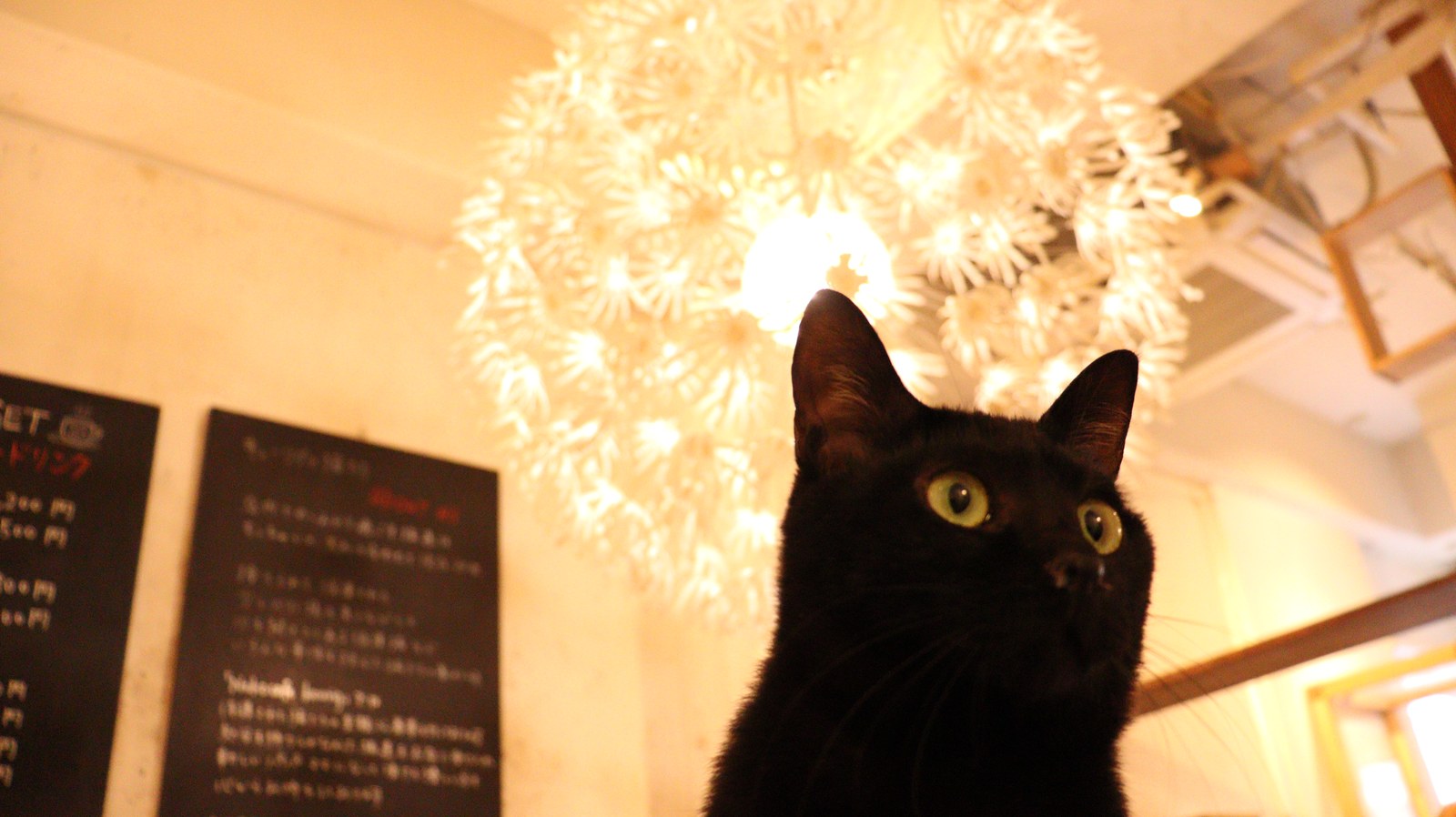 猫、ネコ、ねこ、雑種、ペット、動物の写真フリー素材 Cat, hybrid, pet, animal photo free material