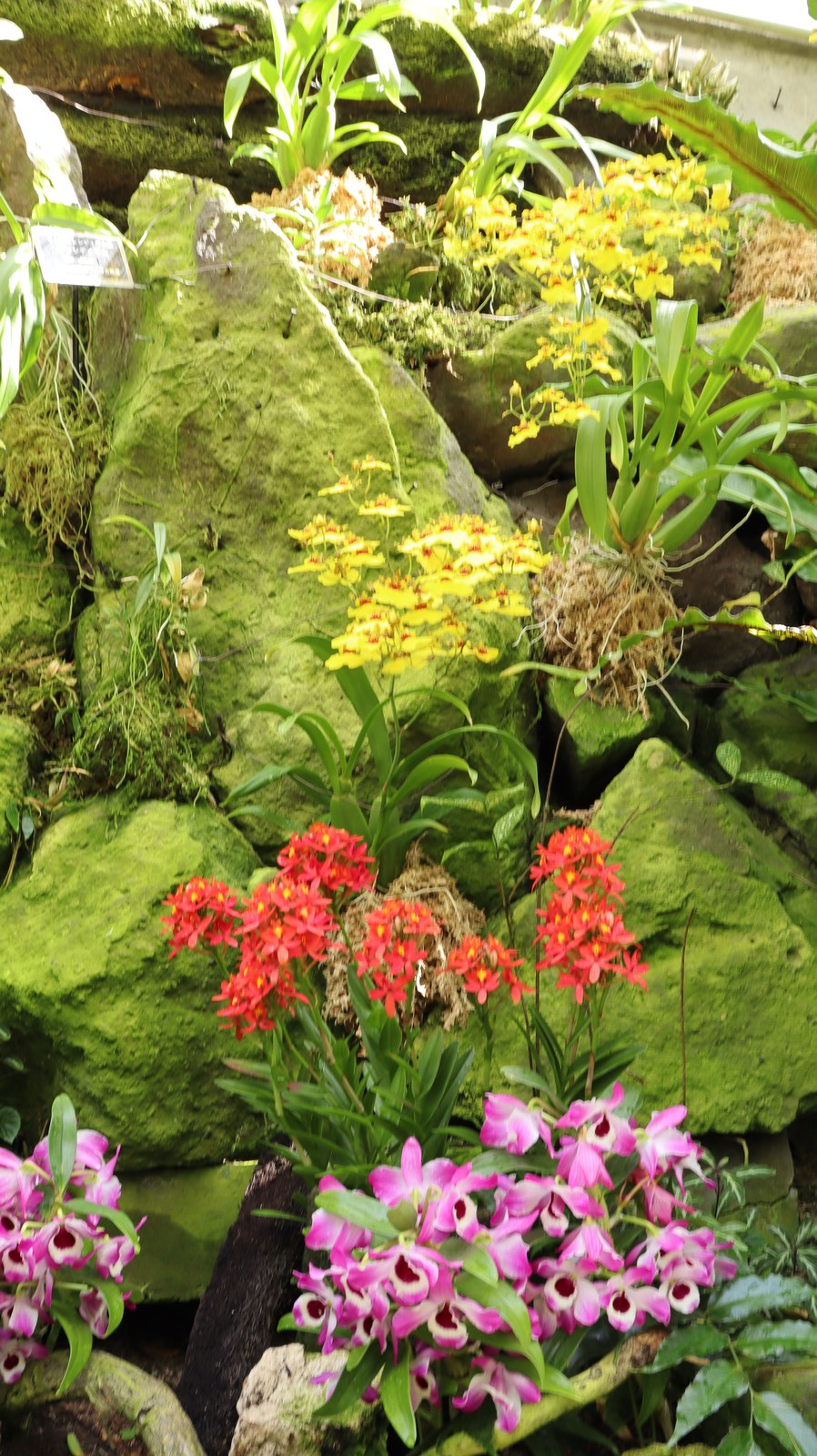 岩と花の写真フリー素材 Rocks and Flowers Photos Free Material