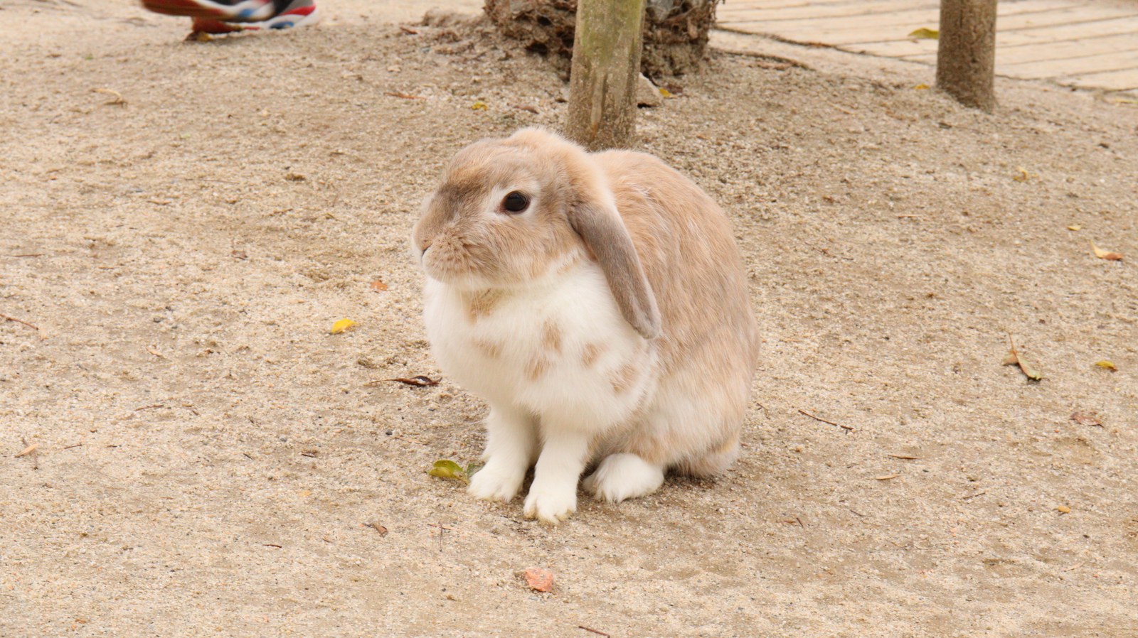 ウサギのフリー素材 Rabbit Free material