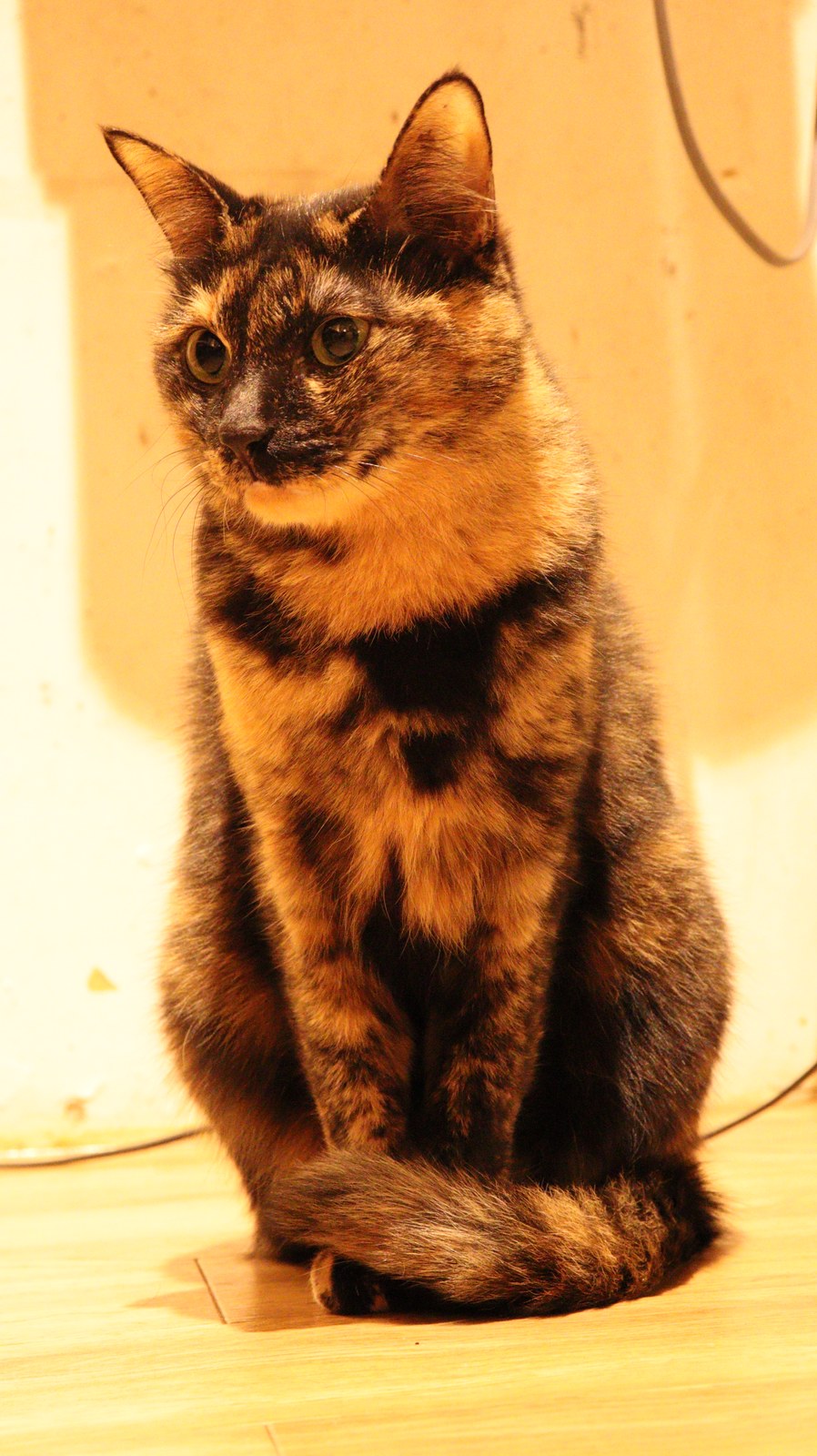猫、ネコ、ねこ、雑種、ペット、動物の写真フリー素材 Cat, hybrid, pet, animal photo free material