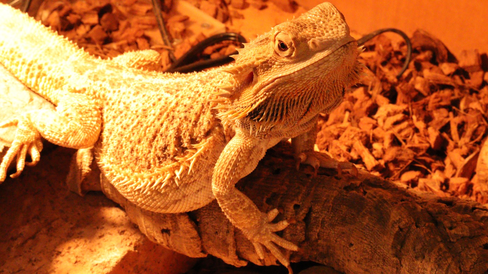 トカゲ、フトアゴヒゲトカゲ、小動物、動物の写真フリー素材 Lizards, bearded dragons, small animals, animals photos free material