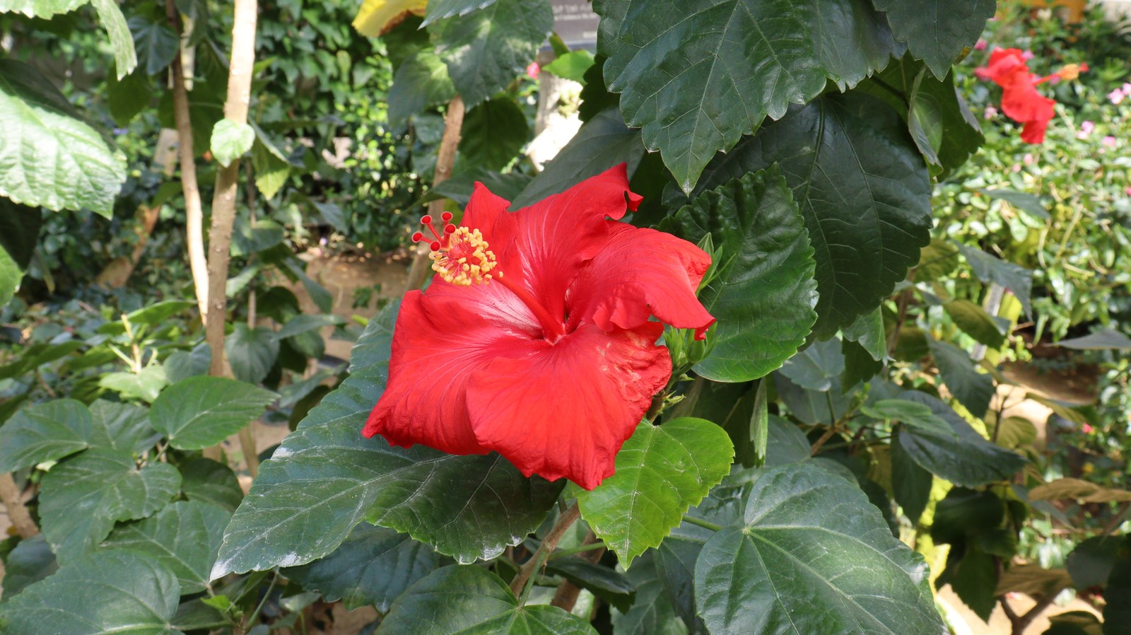 南国っぽい花の写真フリー素材 Tropical flower photo free material