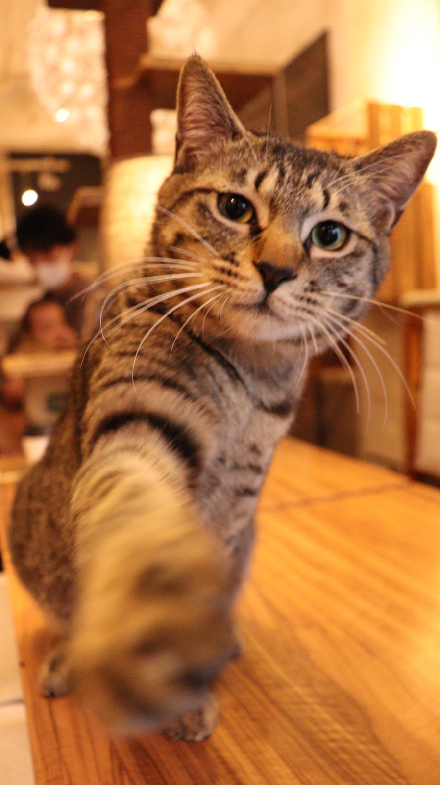 猫、ネコ、ねこ、雑種、ペット、動物の写真フリー素材 Cat, hybrid, pet, animal photo free material