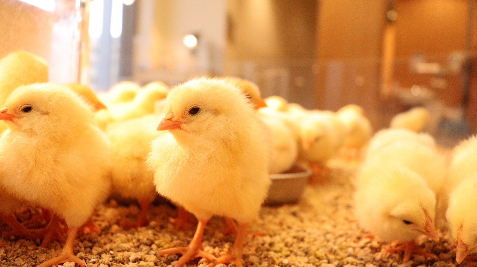 小動物、鳥、ヒヨコ、ひよこ、動物の写真フリー素材 Pictures of small animals, birds, chicks, animals Free material