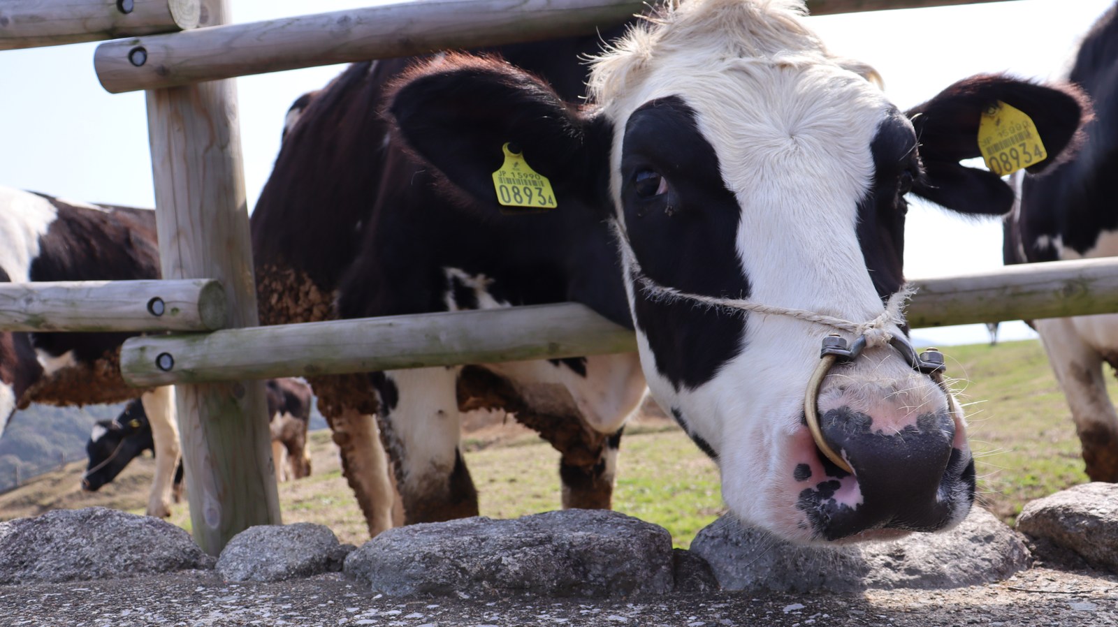 牧場、家畜、牛、乳牛、動物の写真フリー素材 Ranch, livestock, cow, dairy cow, animal photo free material