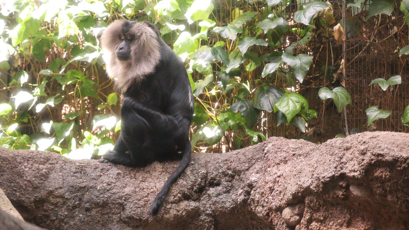 自然、猿、動物園、シシオザル、動物の写真フリー素材 Nature, monkey, zoo, lion-tailed macaque, animal photo free material