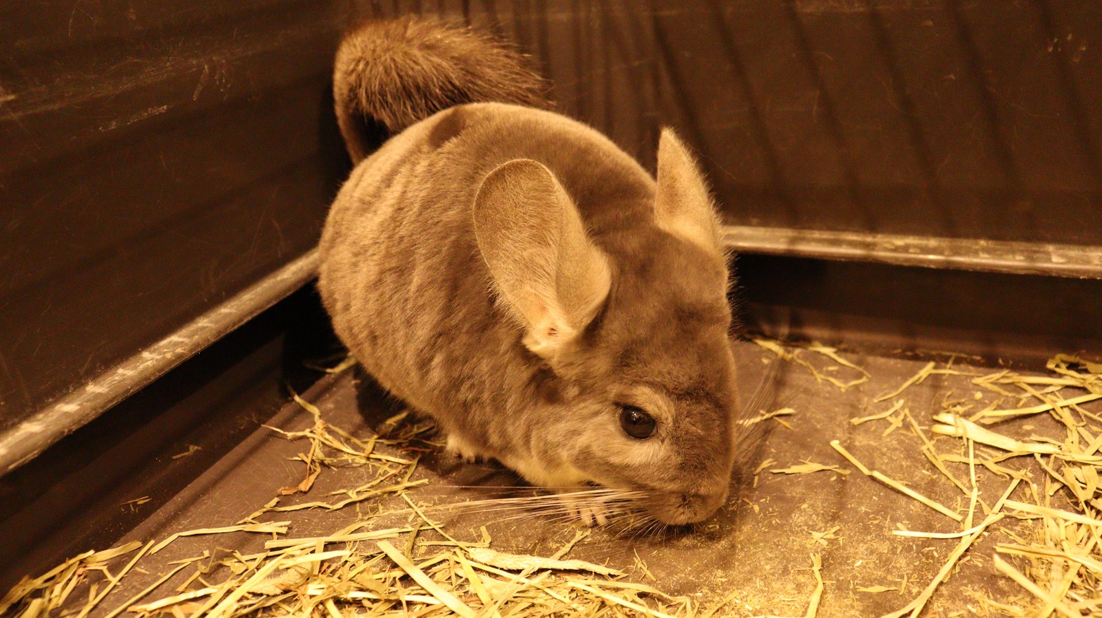 チンチラ動物のフリー素材 Chinchilla Free material