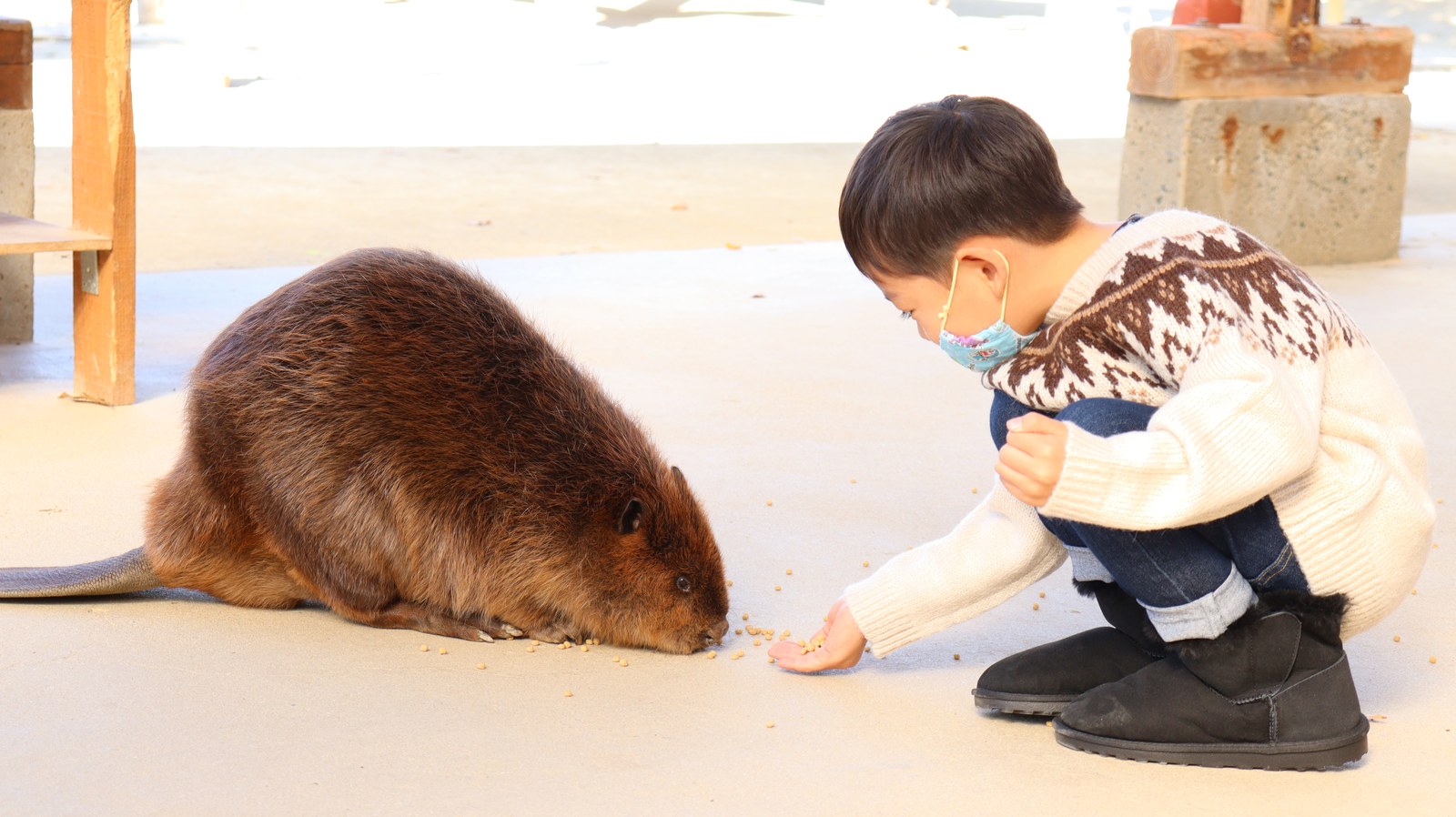 ビーバー動物のフリー素材 beaver Free material