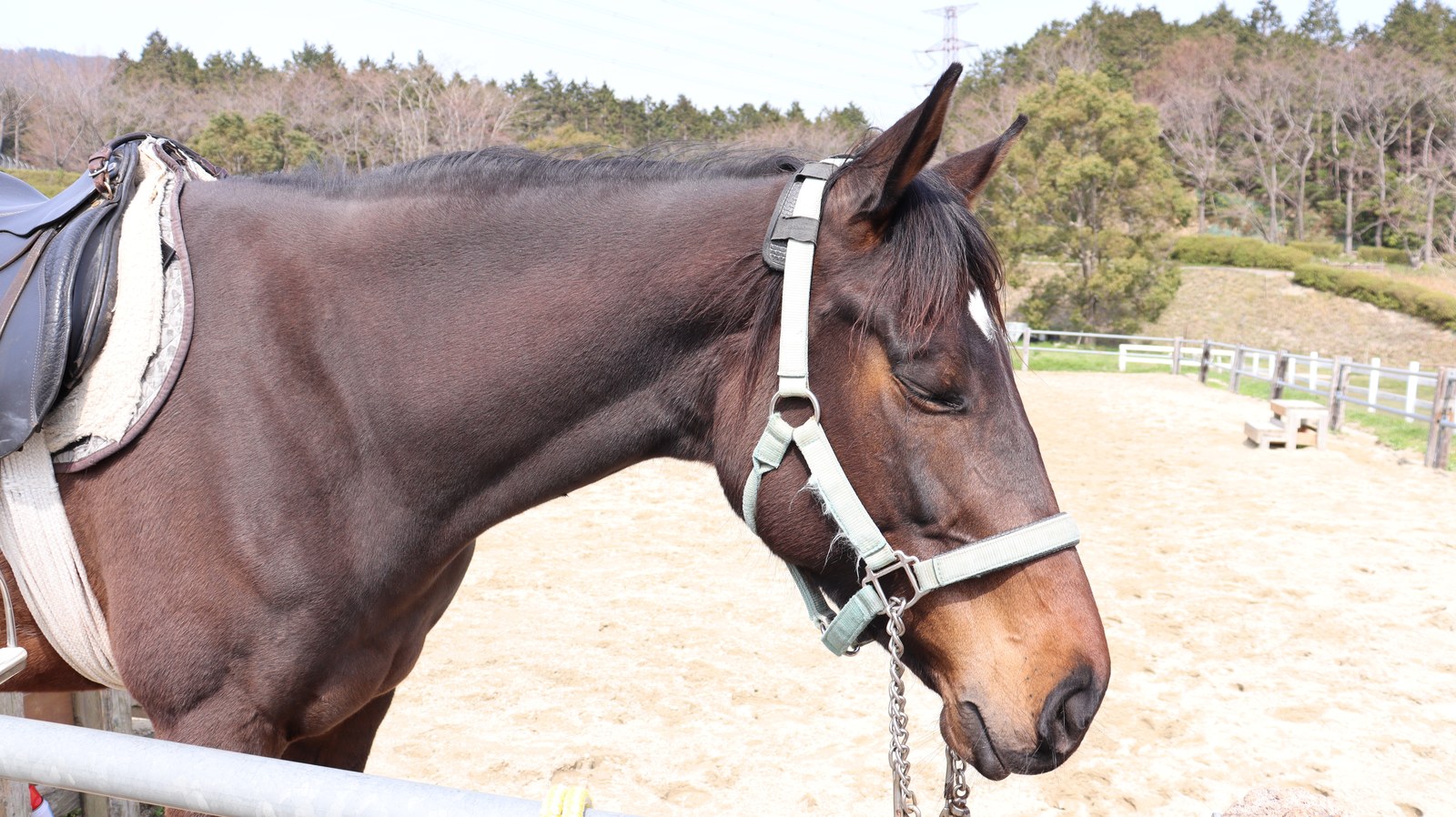 牧場、家畜、馬、ポニー、動物の写真フリー素材 Pictures of ranch, livestock, horse, pony, animal free material