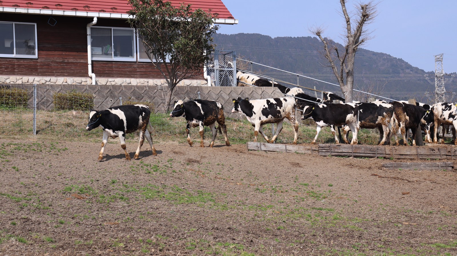 牧場、家畜、牛、乳牛、動物の写真フリー素材 Ranch, livestock, cow, dairy cow, animal photo free material