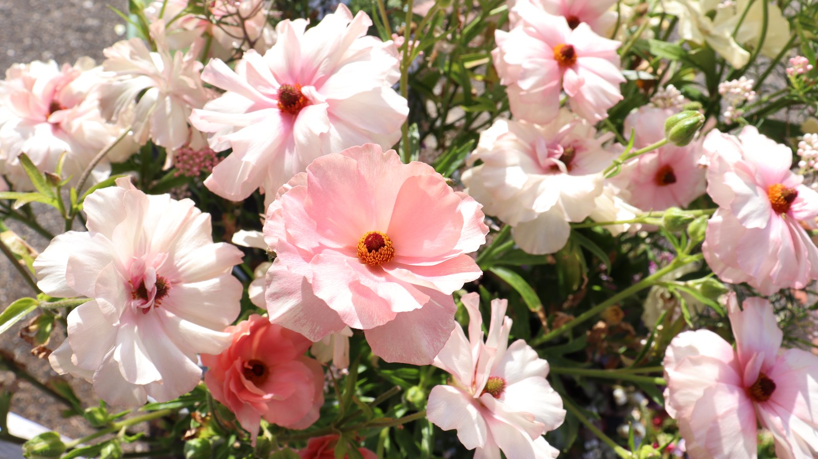 白い花とピンクの花の写真フリー素材 White Flowers and Pink Flowers Photos Free Material