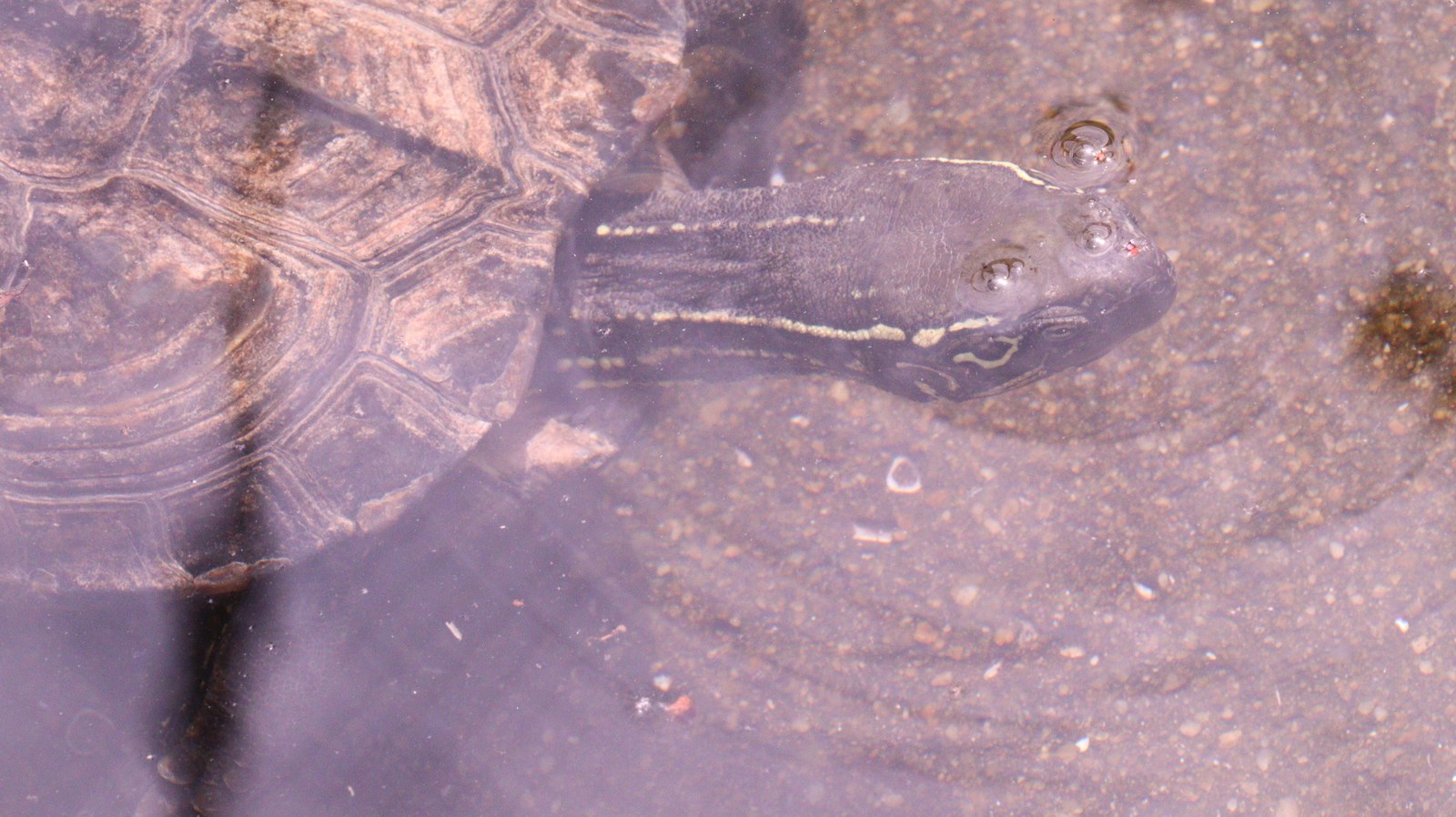 亀、クサガメ、爬虫類、動物園、動物の写真フリー素材 Turtles, Reeve's Turtles, Reptiles, Zoos, Animals Photos Free Material