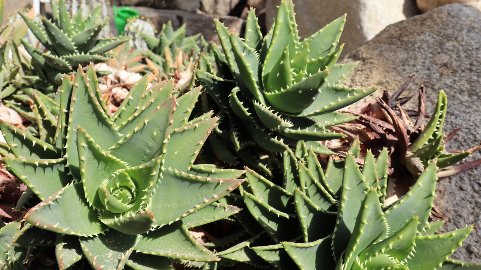 アロエの写真フリー素材 Aloe Photos Free Material