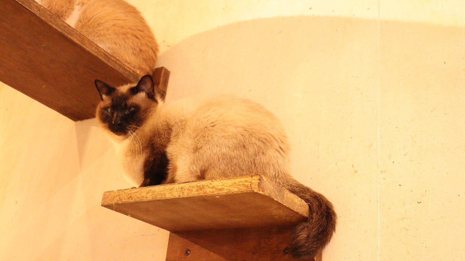 猫、ネコ、ねこ、雑種、ペット、動物の写真フリー素材 Cat, hybrid, pet, animal photo free material