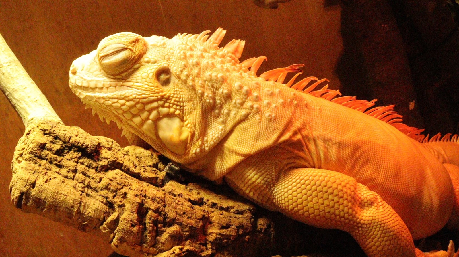イグアナ、トカゲ、動物フリー素材 Iguanas, lizards, animal-free materials