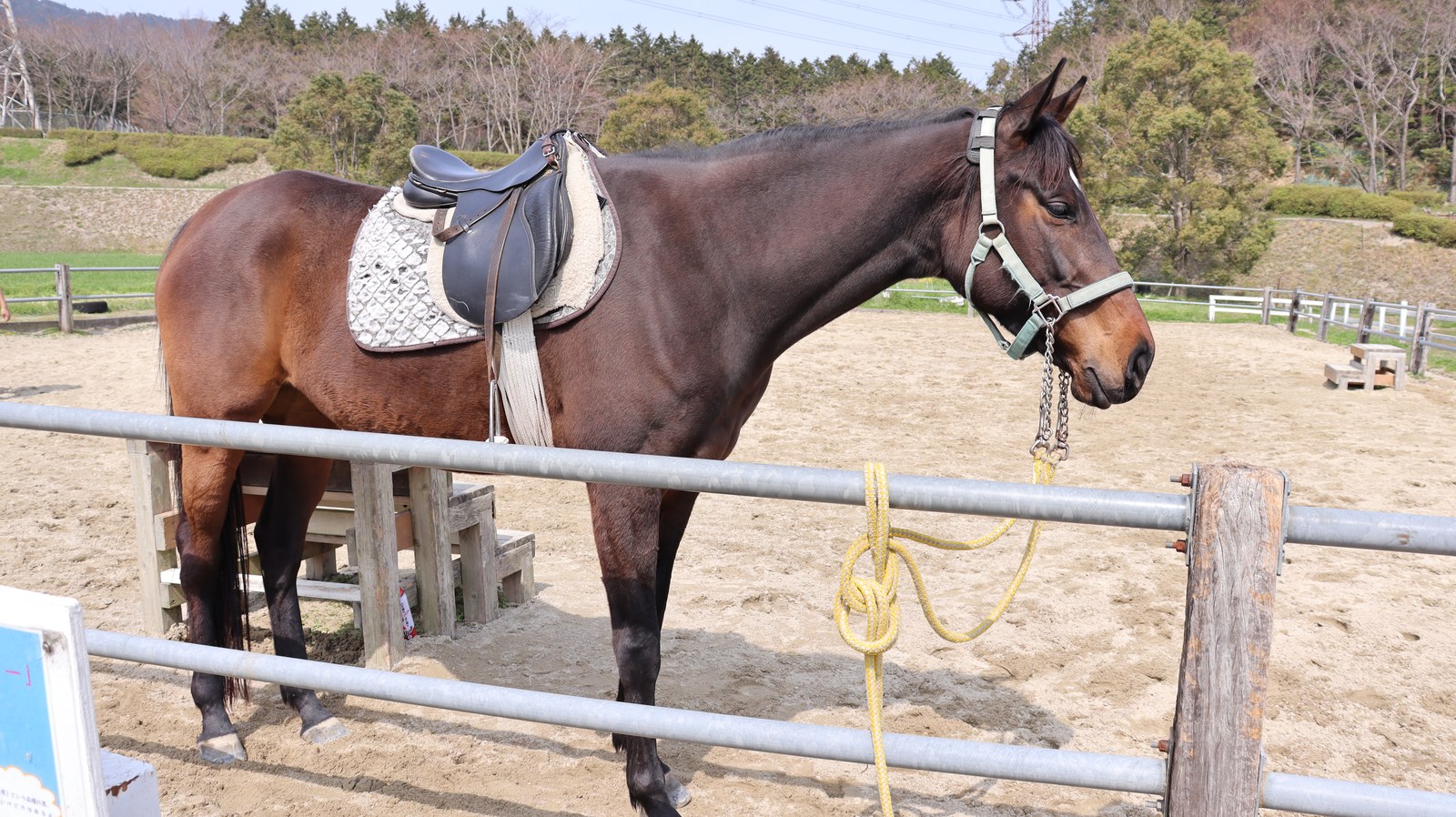 牧場、家畜、馬、ポニー、動物の写真フリー素材 Pictures of ranch, livestock, horse, pony, animal free material