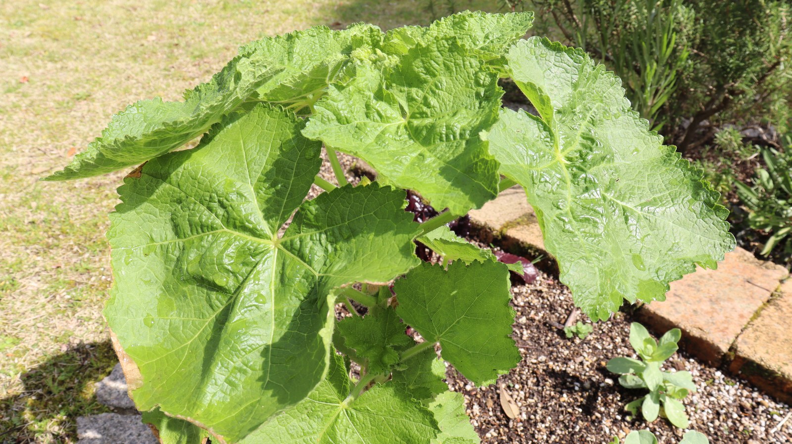 緑色の葉の写真フリー素材 Green leaf photo free material