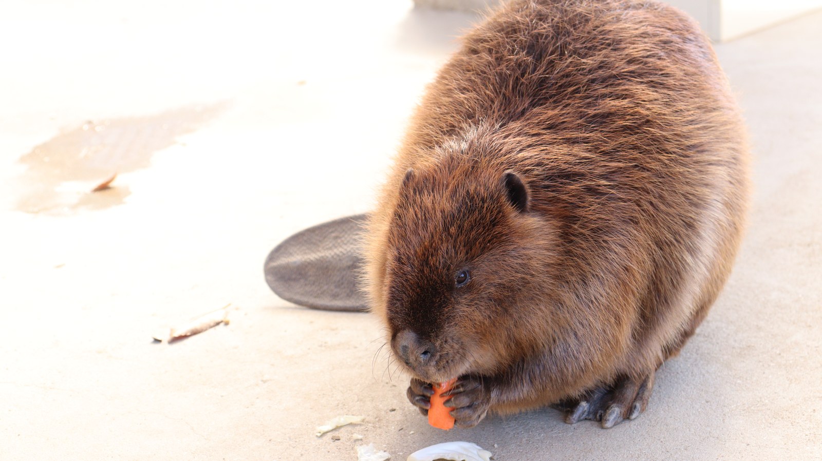 ビーバー動物のフリー素材 beaver Free material