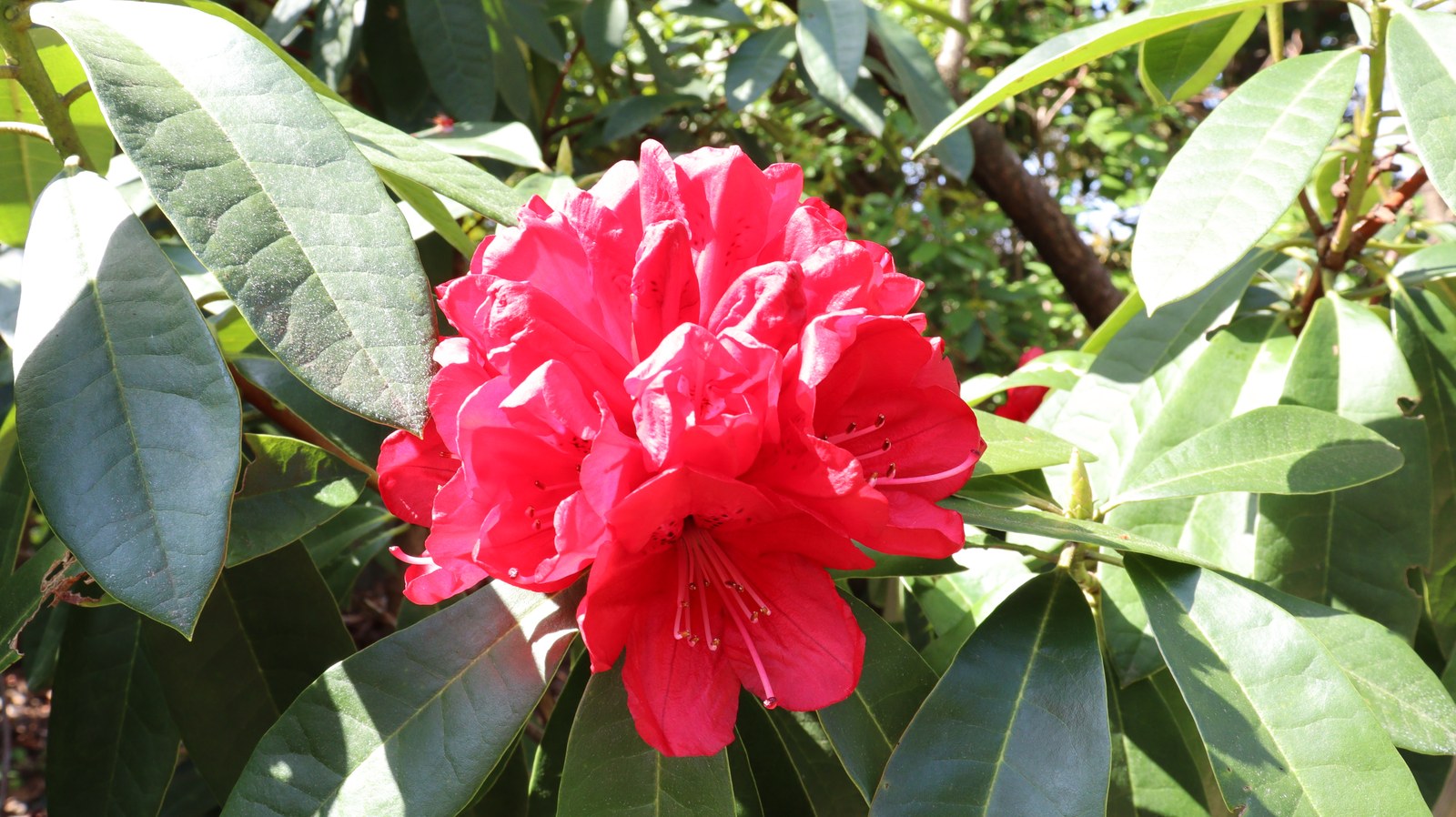 赤い花の写真フリー素材 Red flower photo free material