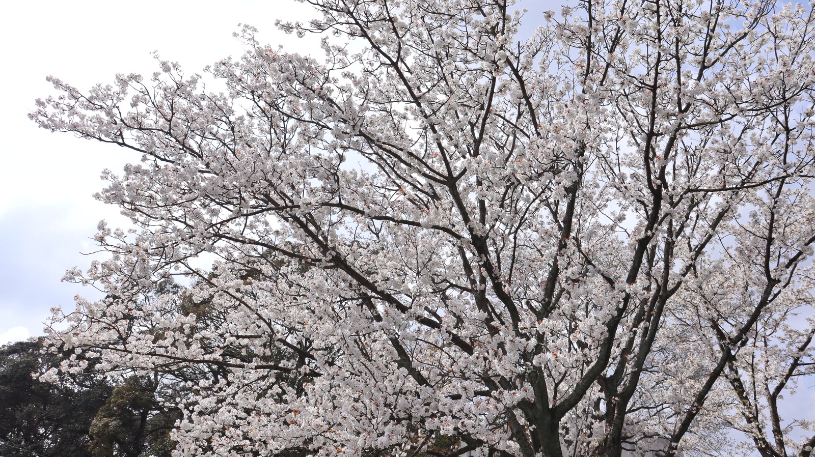 桜の写真フリー素材 Sakura photo free material