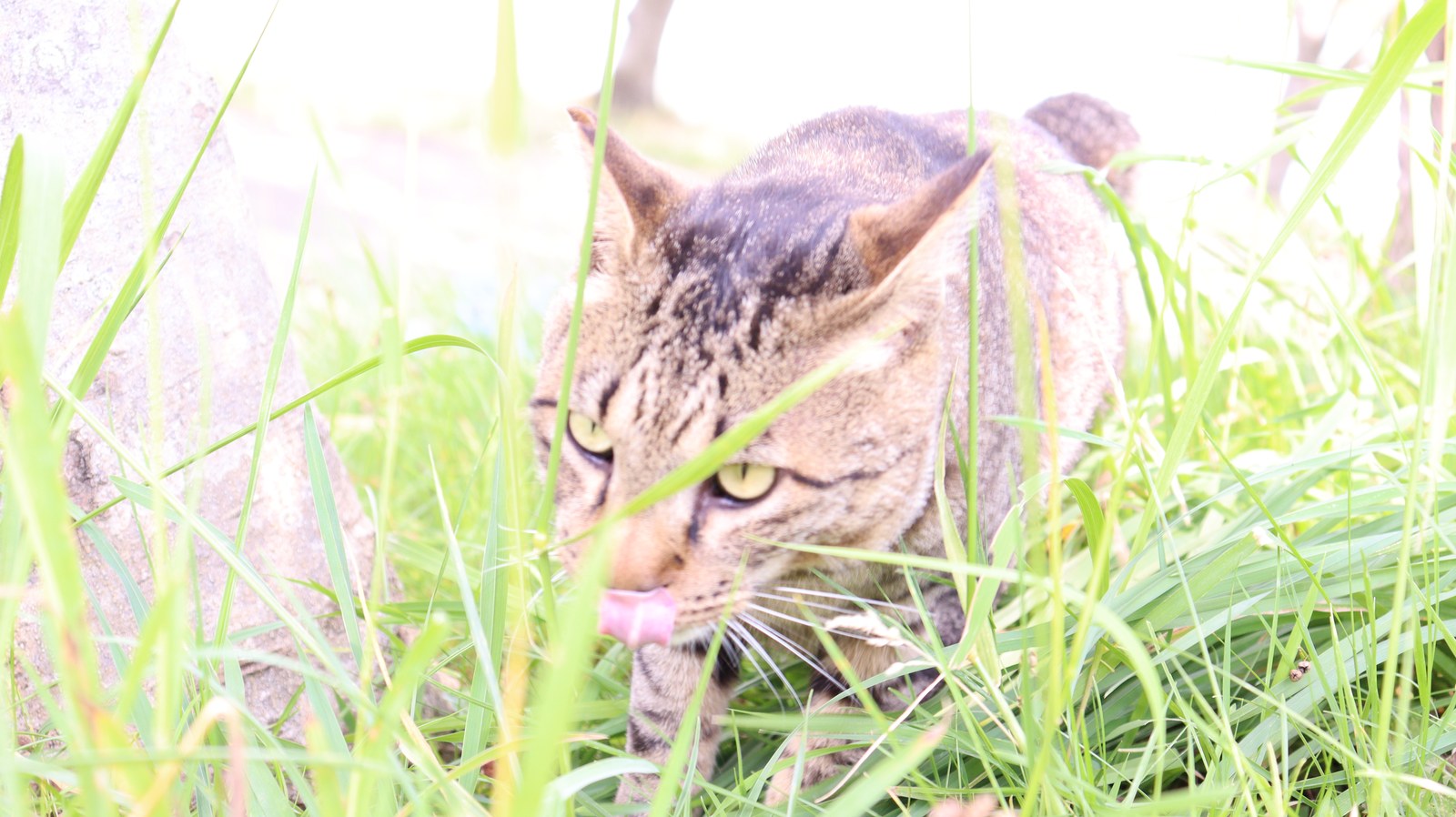 猫、公園、自然、野良猫、写真フリー素材 cat, park, nature, feral cat