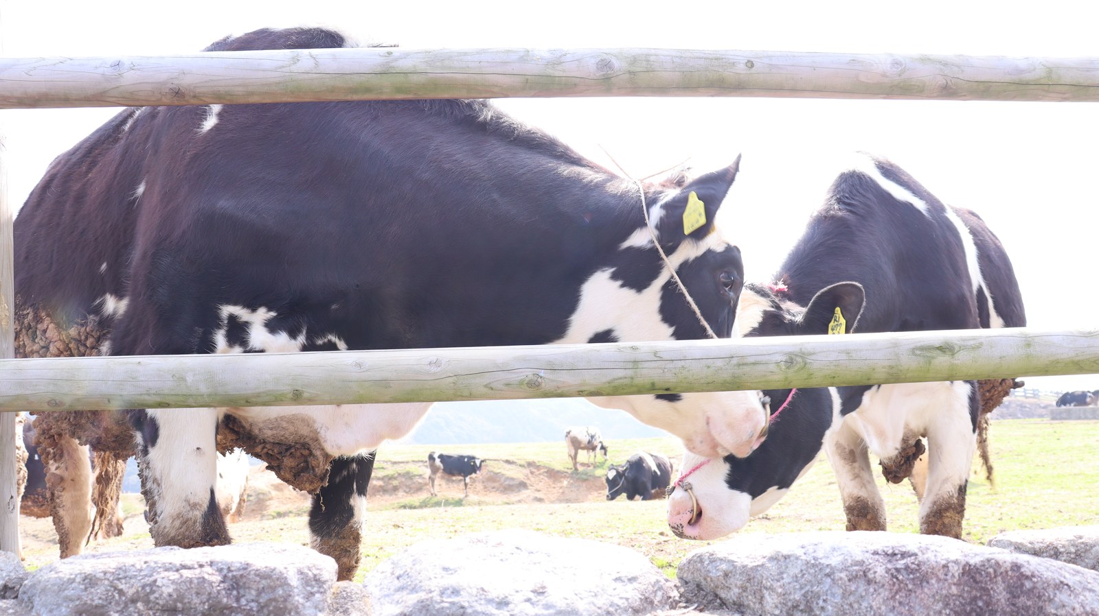 牧場、家畜、牛、乳牛、動物の写真フリー素材 Ranch, livestock, cow, dairy cow, animal photo free material