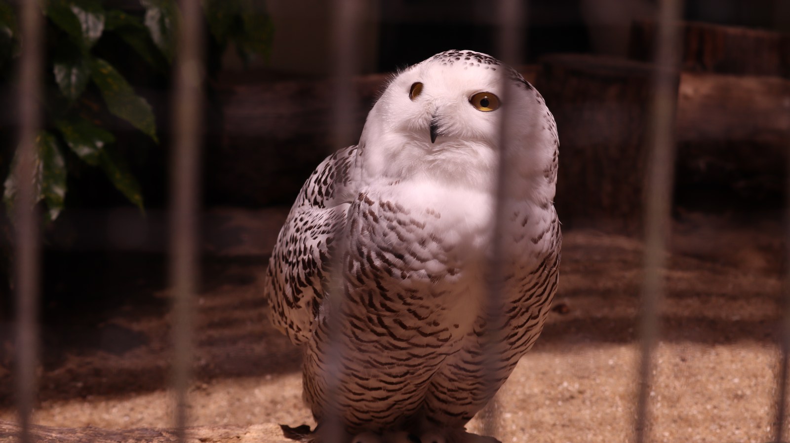 ふくろう、シロフクロウ、鳥、動物園、動物の写真フリー素材 Owls, Snowy Owls, Birds, Zoos, Animals Photos Free Material