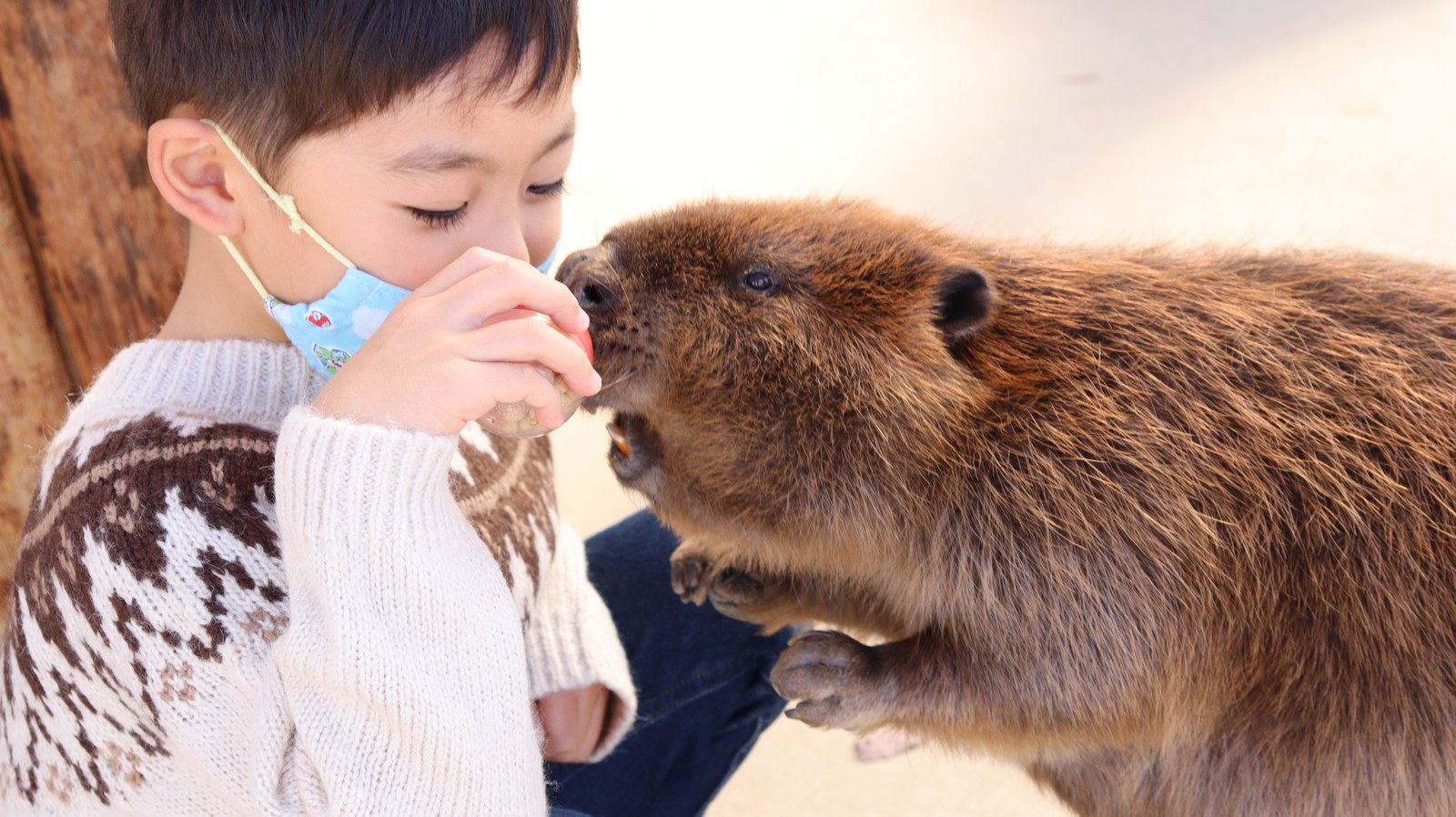 ビーバー動物のフリー素材 beaver Free material