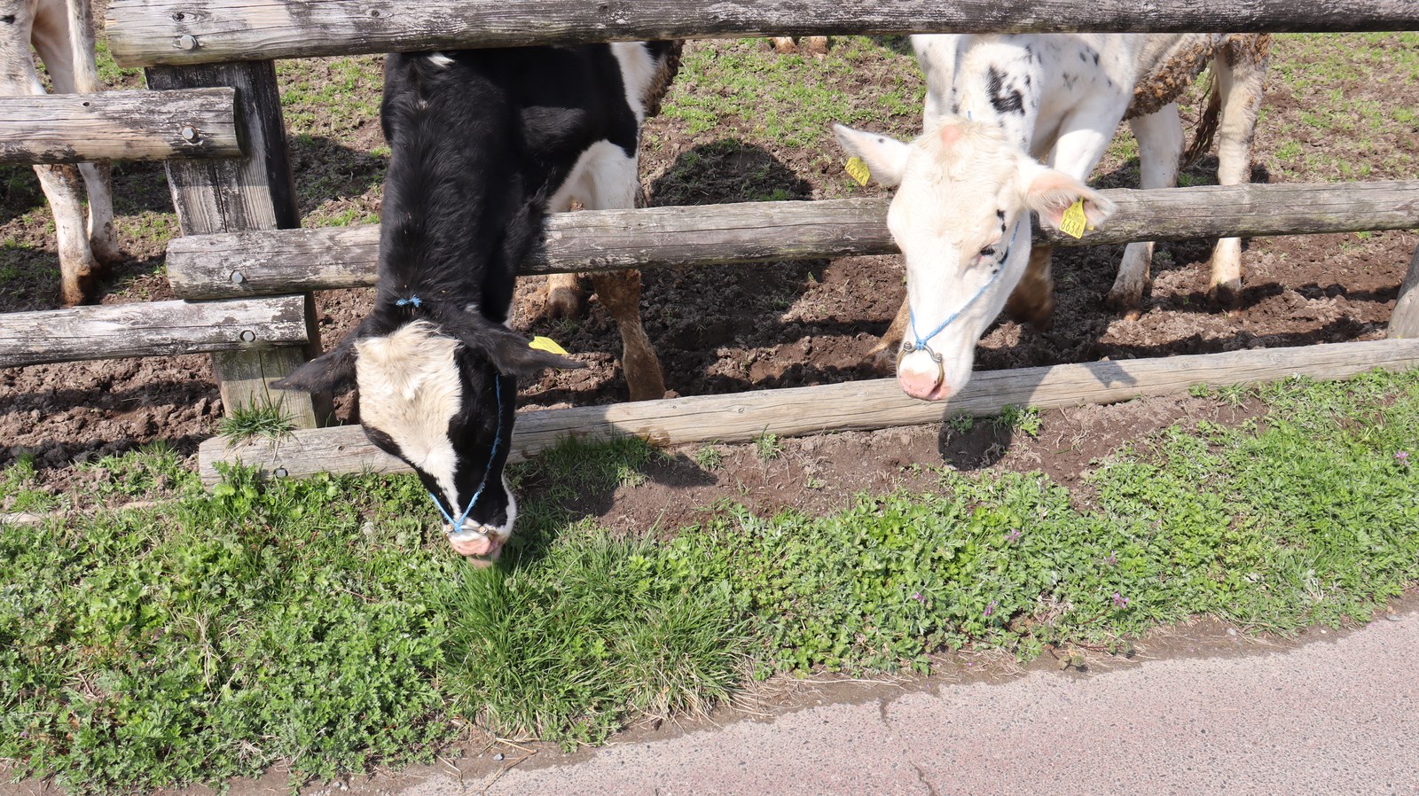 牧場、家畜、牛、乳牛、動物の写真フリー素材 Ranch, livestock, cow, dairy cow, animal photo free material